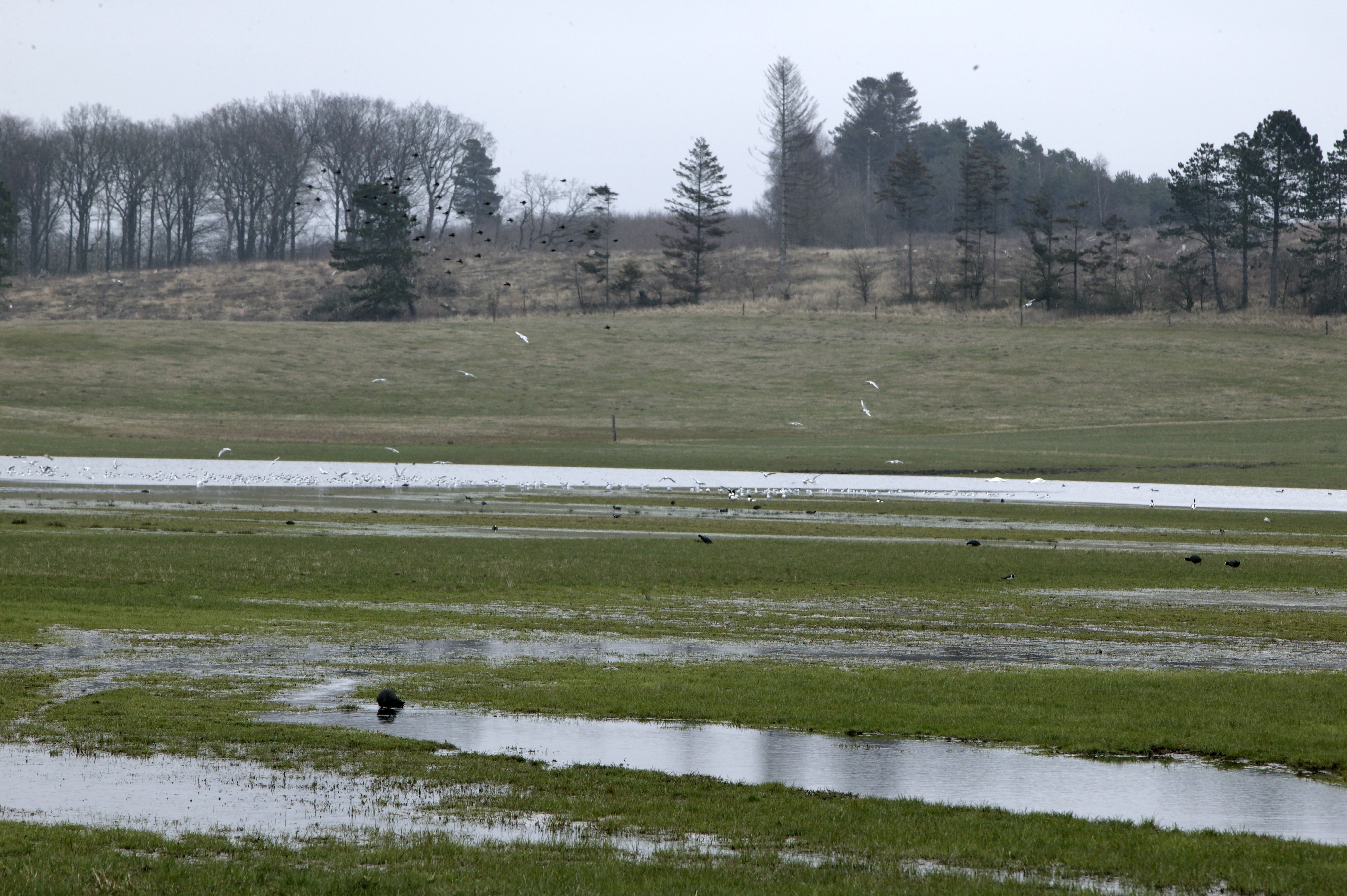 For mange barrierer for vådområder