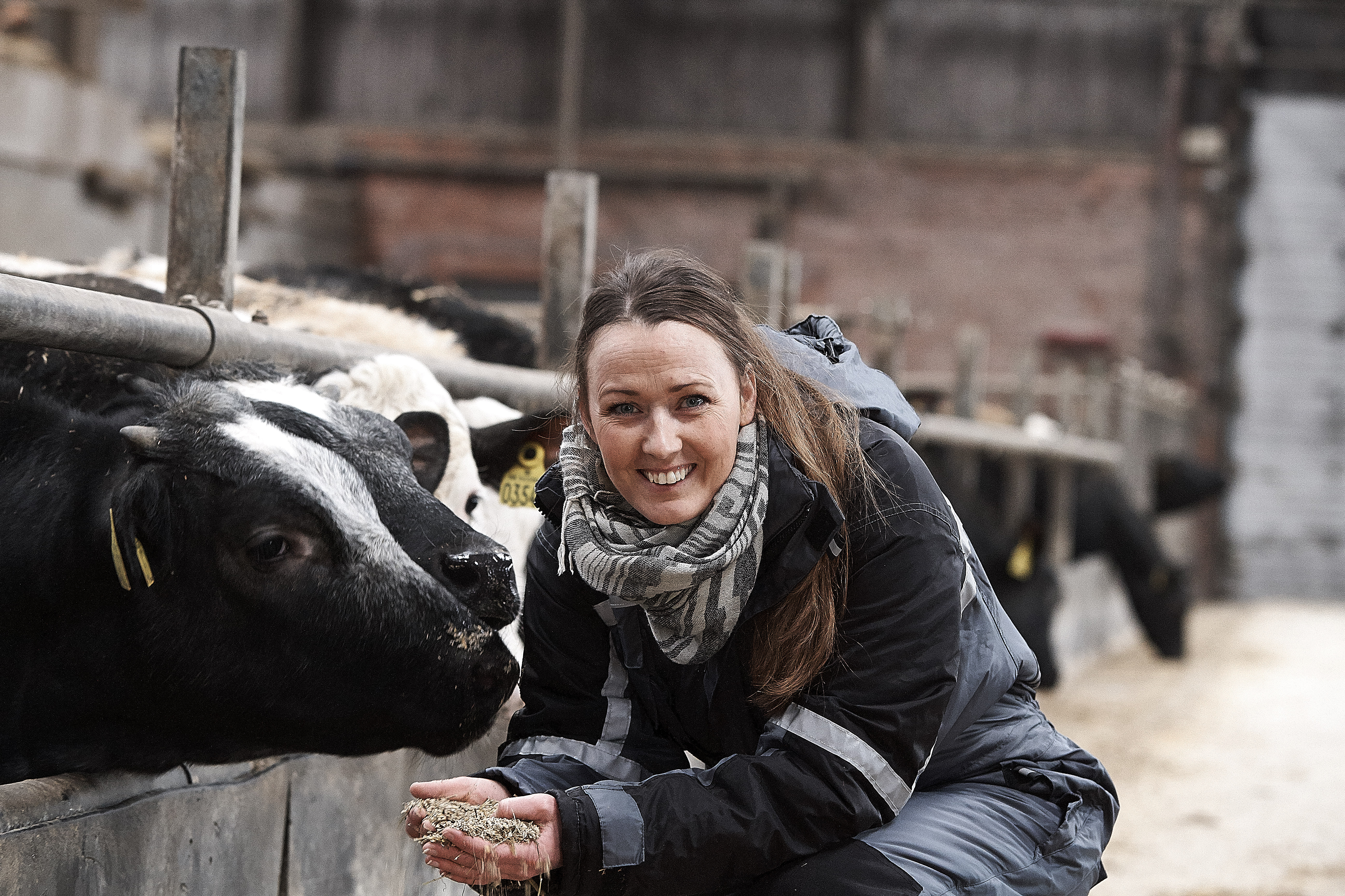 En økonomisk stærk slagtekalveproduktion