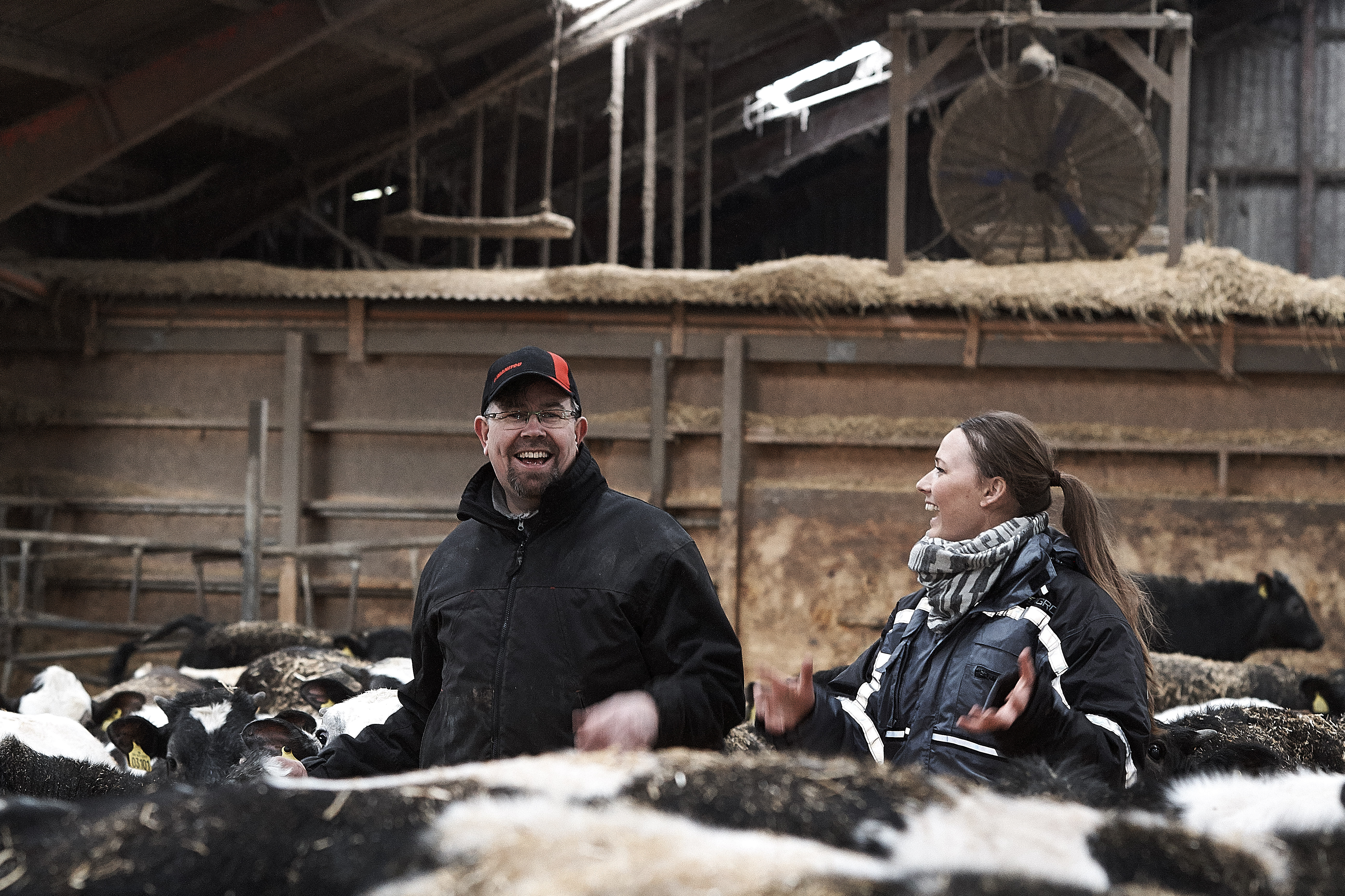 Krydsningskvier fra 100 besætninger