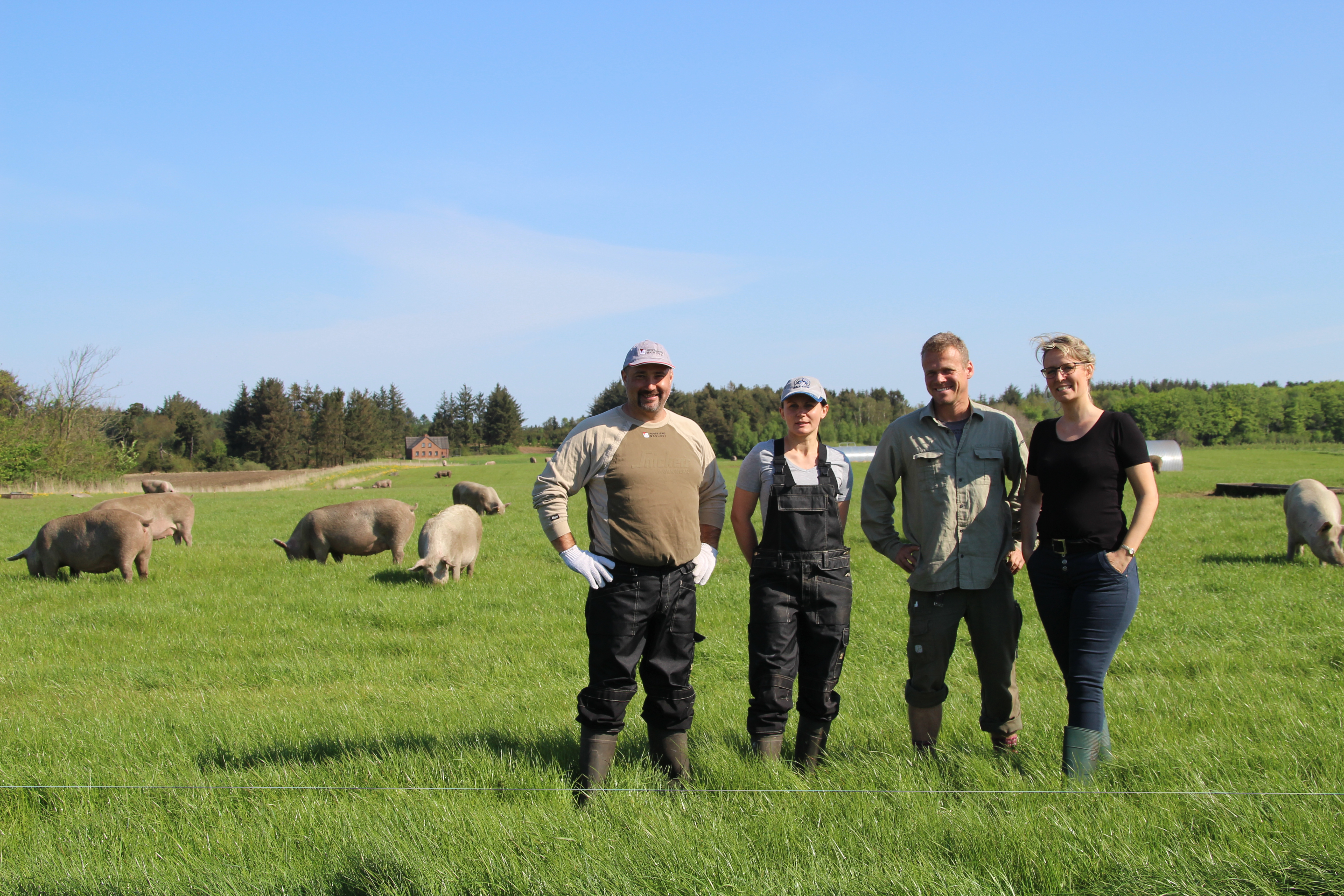 Sofari om økologisk griseliv