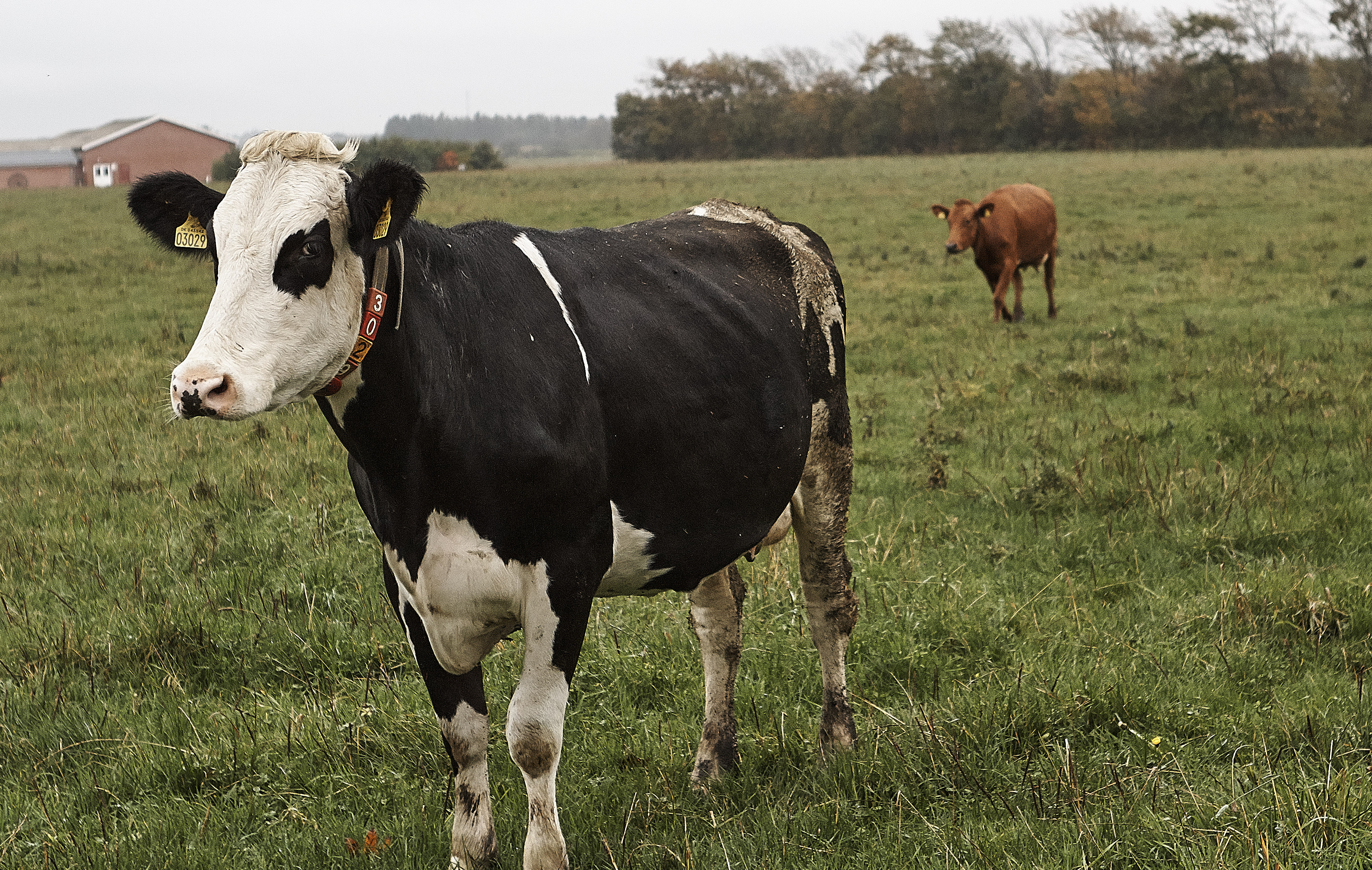 Mælkeproduktion på højeste øko-niveau