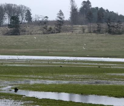 Flere vådområder, mere skov - mindre kvælstof