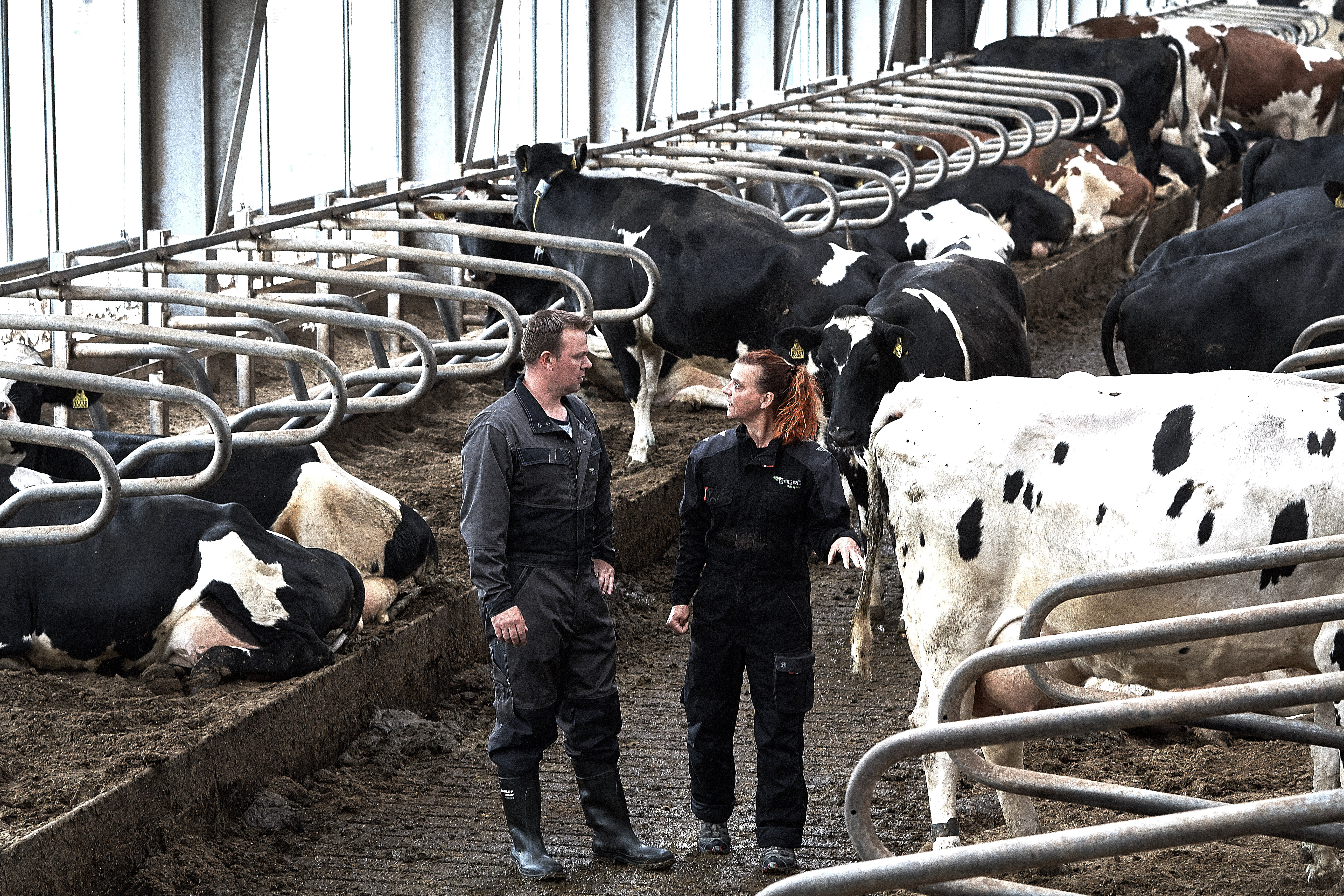 Videoanalyse er vejen mod sundere køer og mere mælk