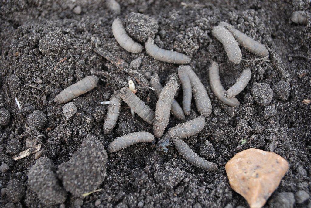 Voldsomme angreb af stankelben i år