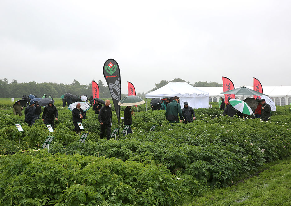 Succes på Kartoffeldagen trods silende regn