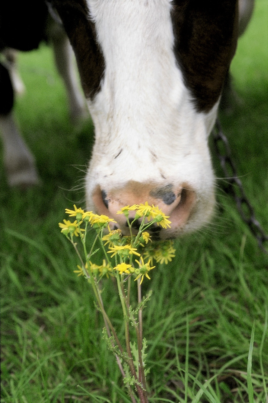 LÆR AT KENDE GIFTIGE BRANDBÆGRE