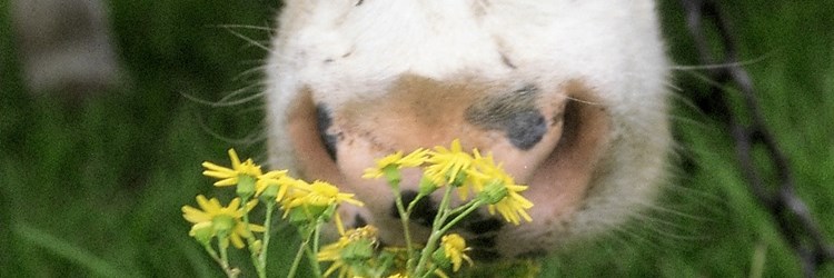 LÆR AT KENDE GIFTIGE BRANDBÆGRE