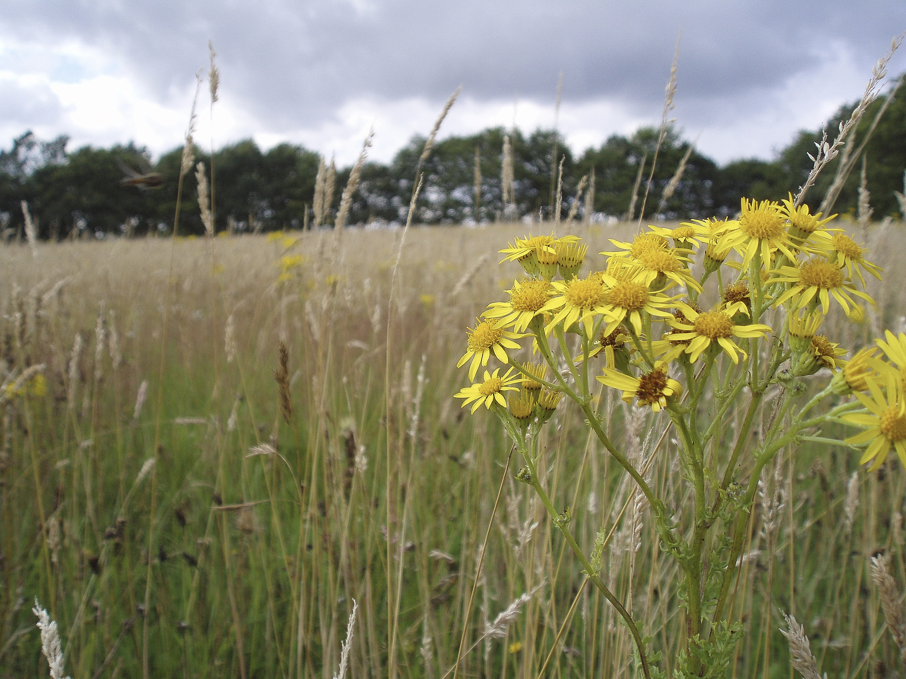 Stands spredning af giftig brandbæger