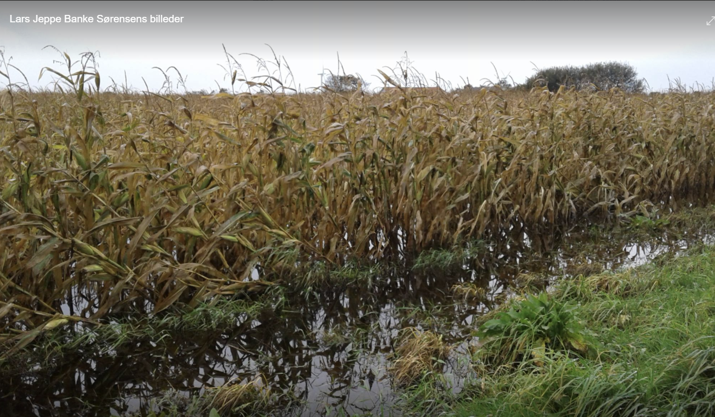 Majshøsten 2017 – en middelmådig affære