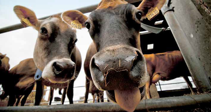 For de økologiske mælkeproducenter er det tid til at lægge nødplaner