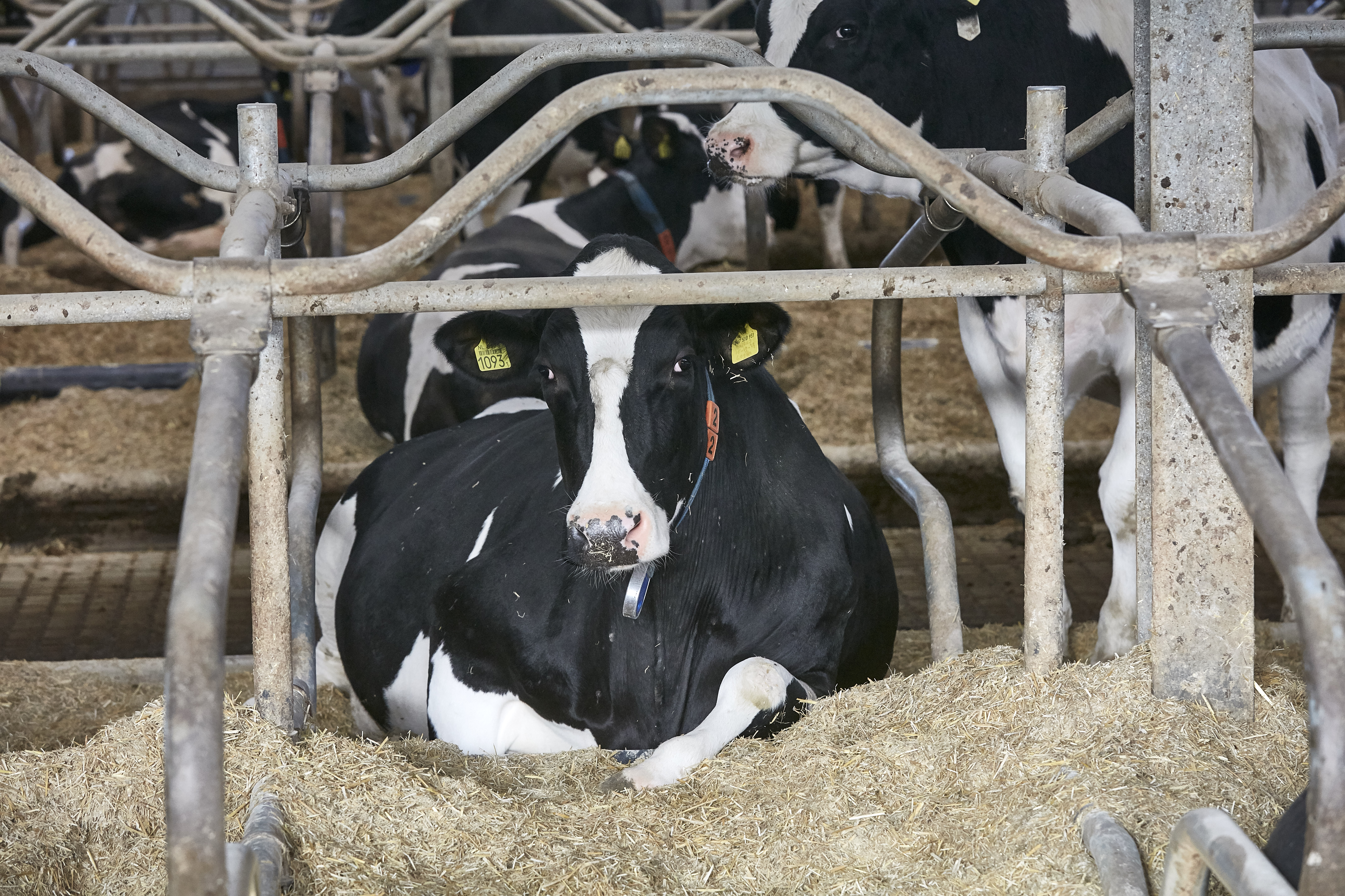 I hele EU er det dyrest at producere mælk i Holland