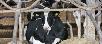 I hele EU er det dyrest at producere mælk i Holland