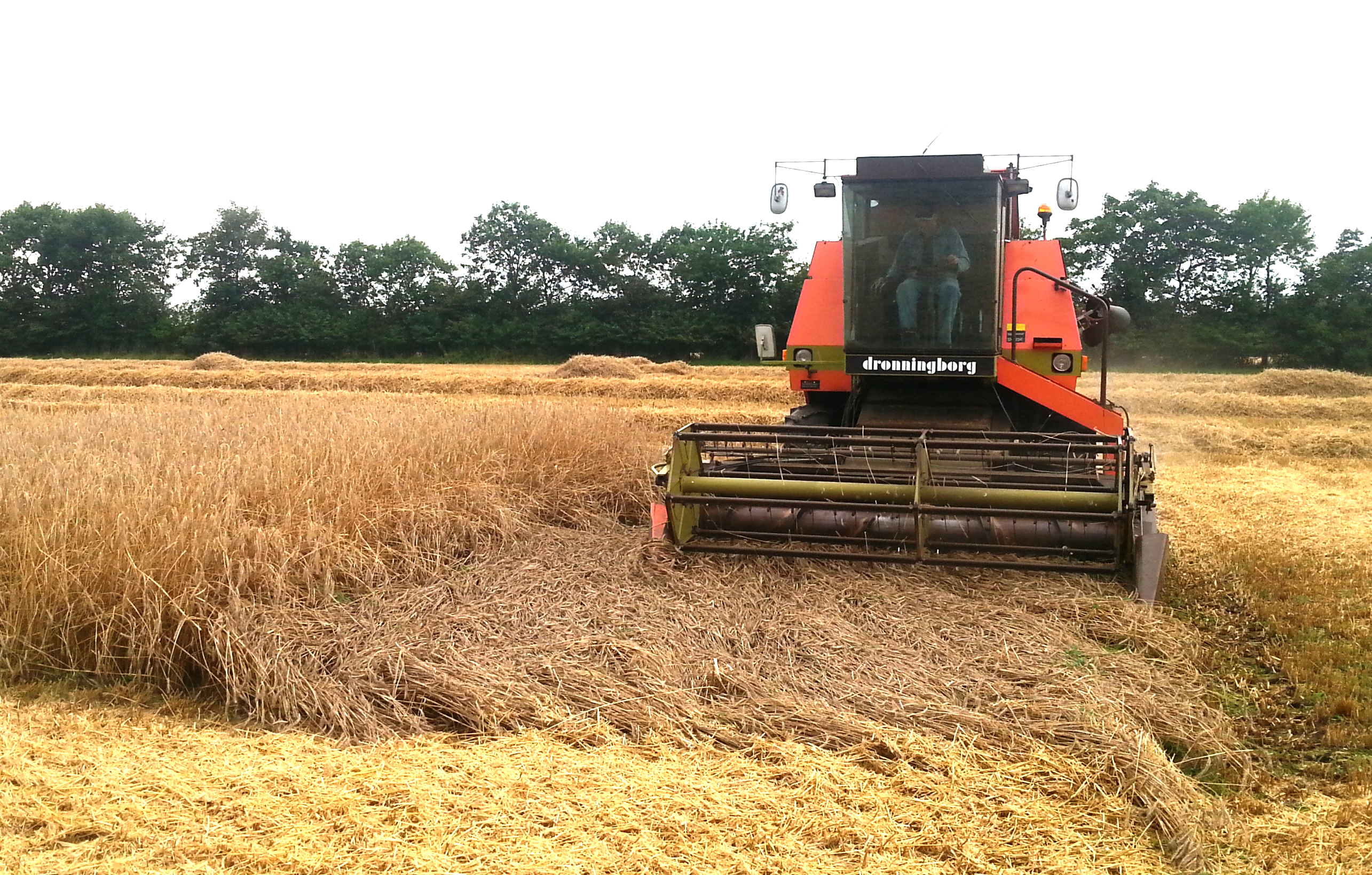 Rettelse til resultater i vintersædsforsøg