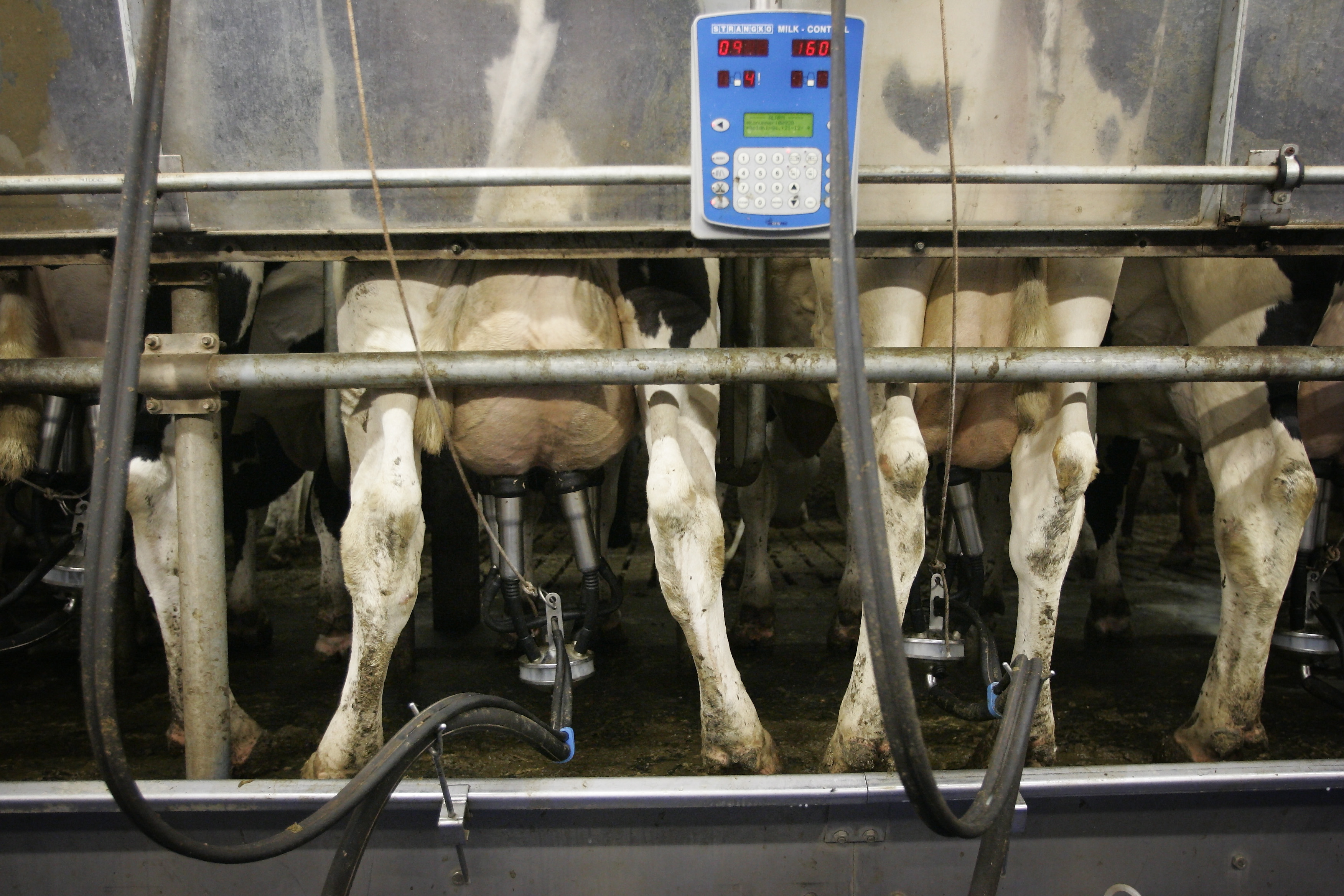 Store fordele ved tre gange malkning