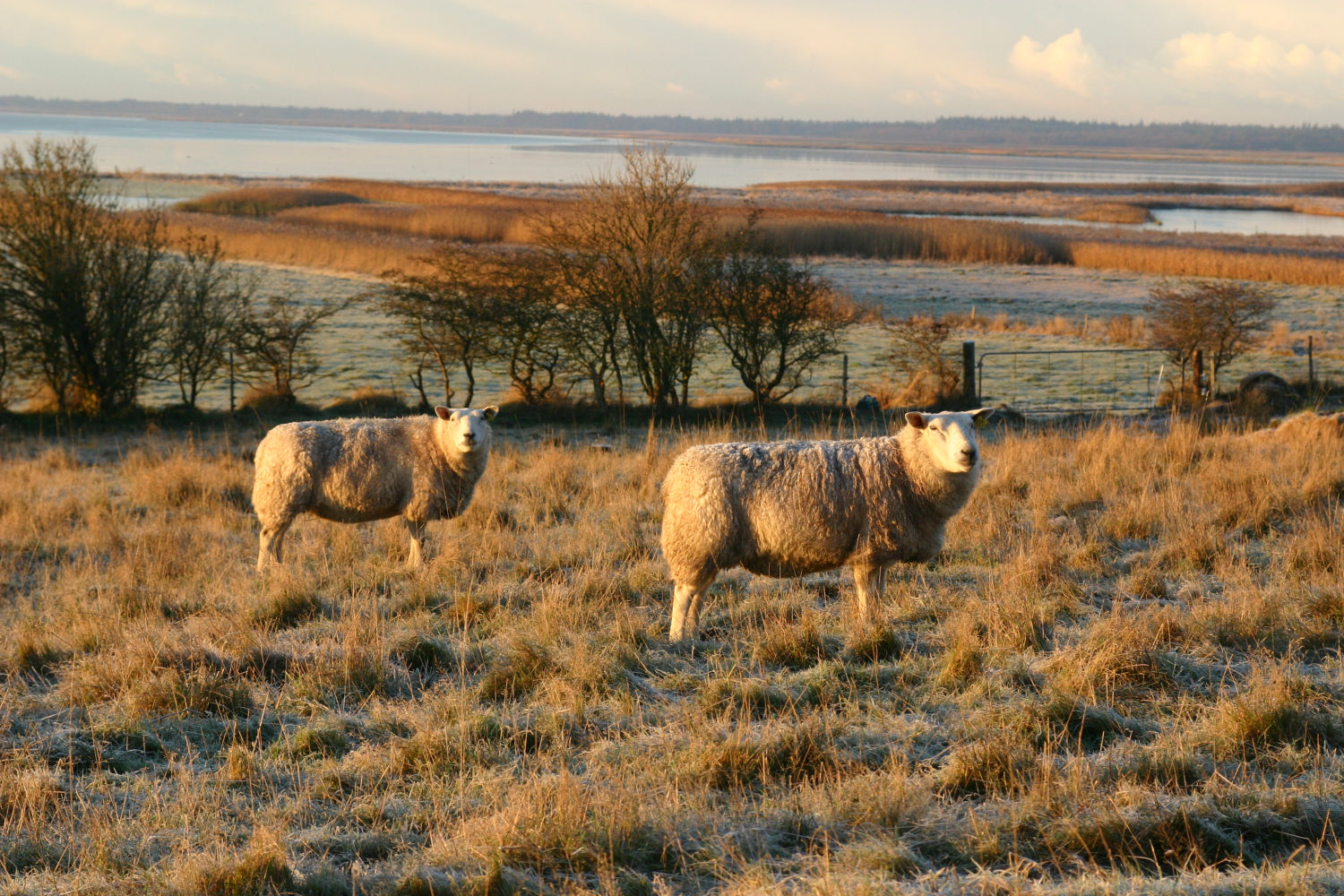 Få dine dyr ud i naturen