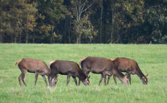 ERFA-grupper for landmænd