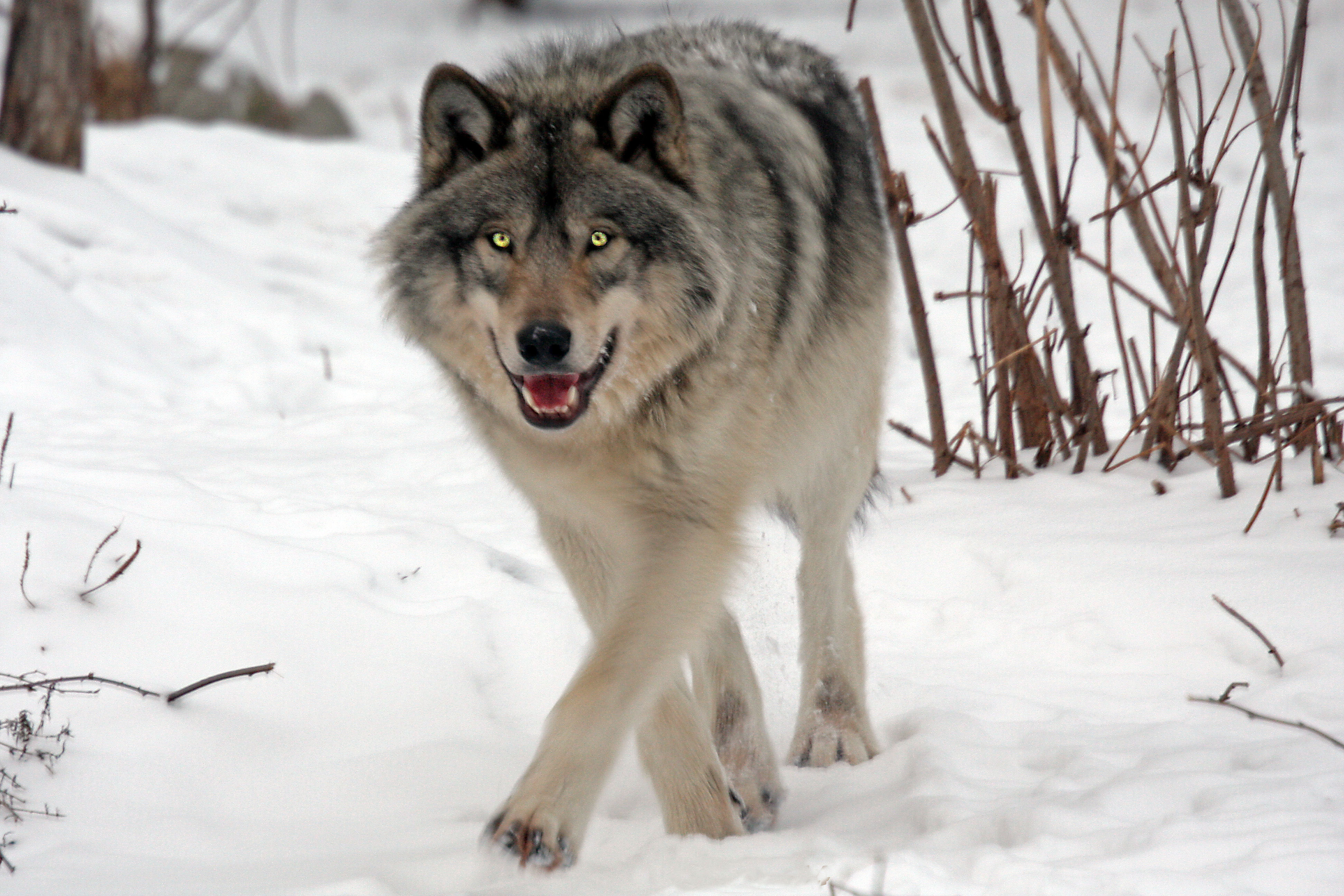 Send ulvene til København