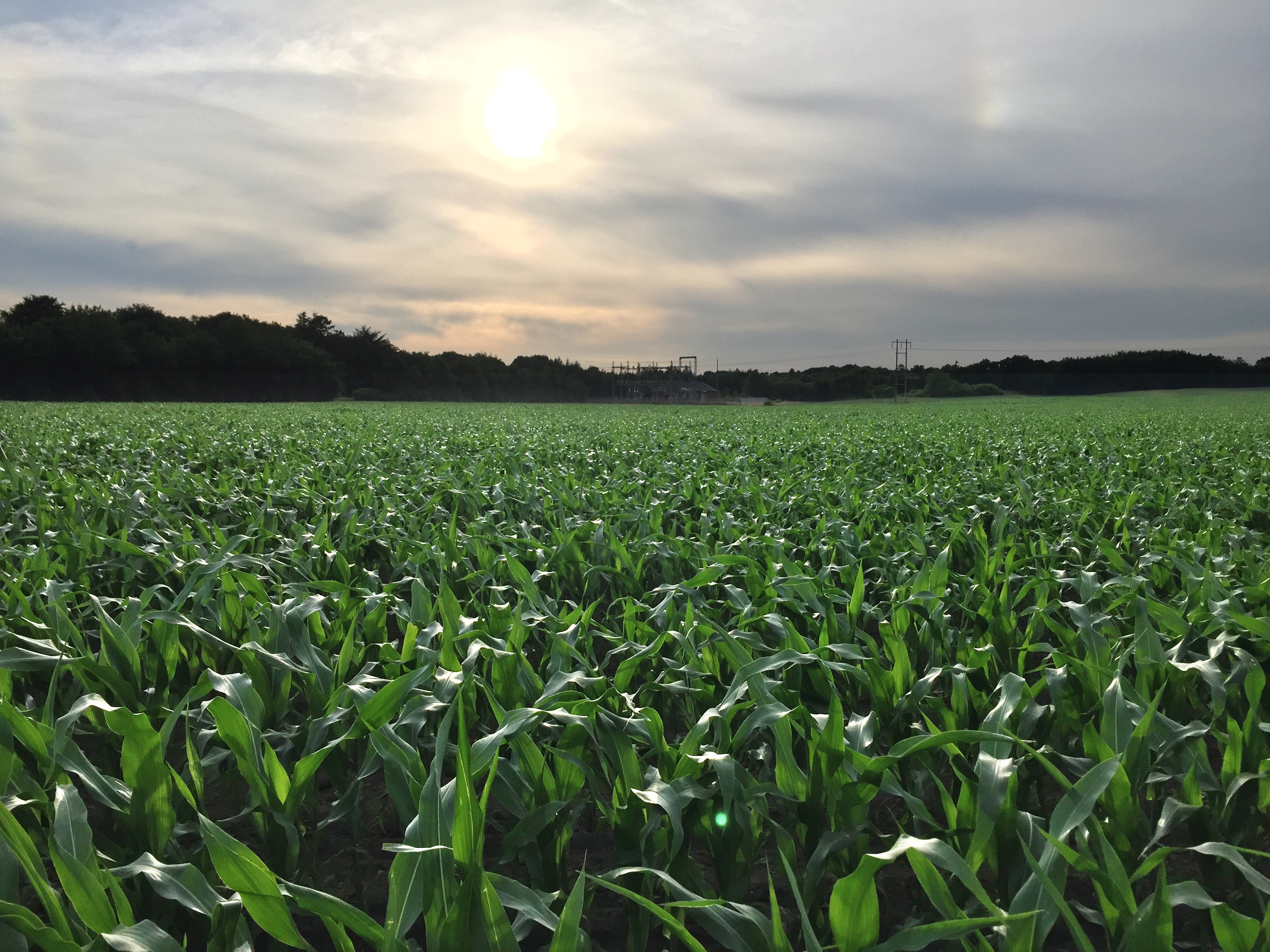 Majsen har brug for varme - og det får den