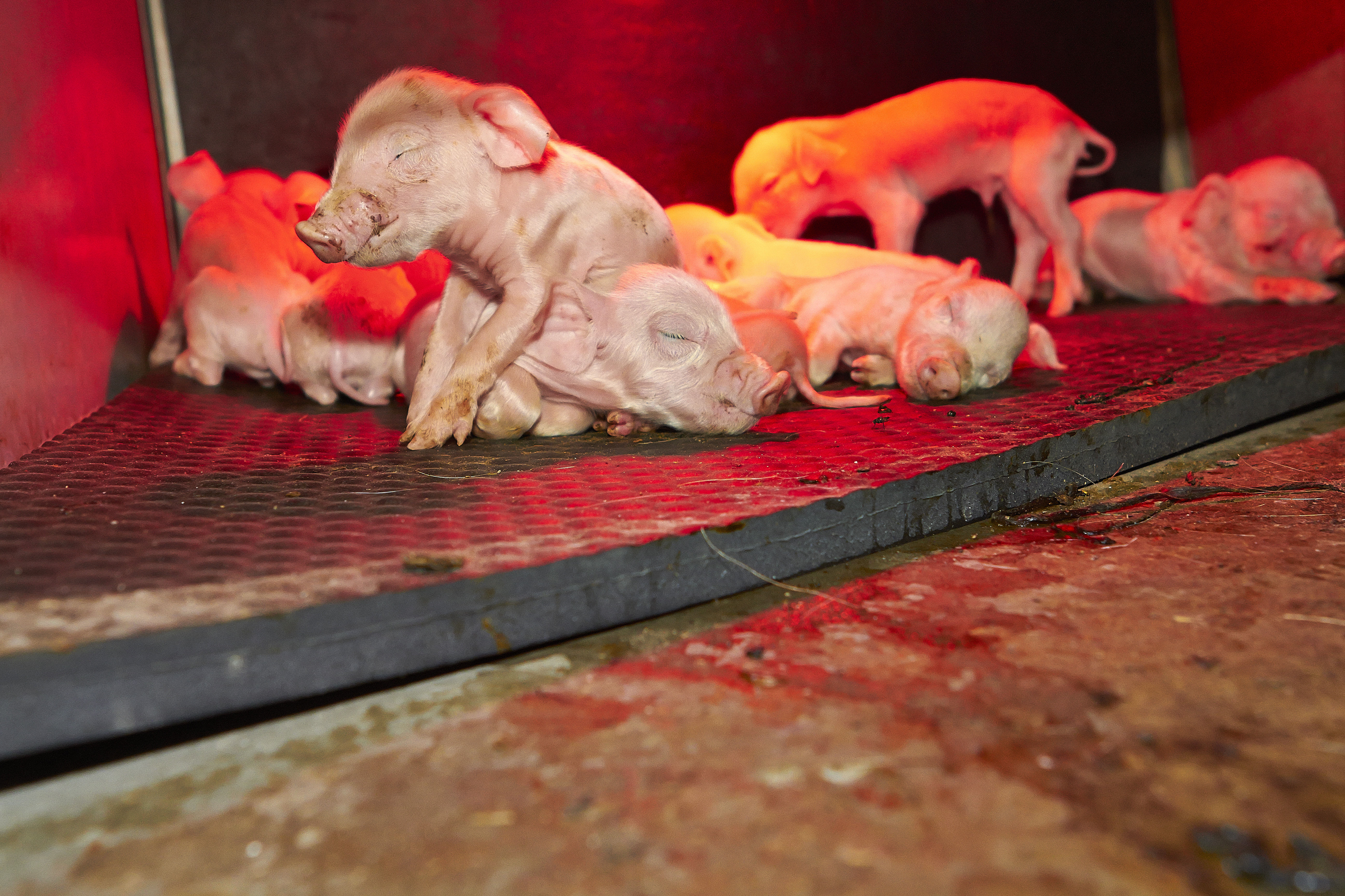 Tilskud til forbedret dyrevelfærd for farende søer