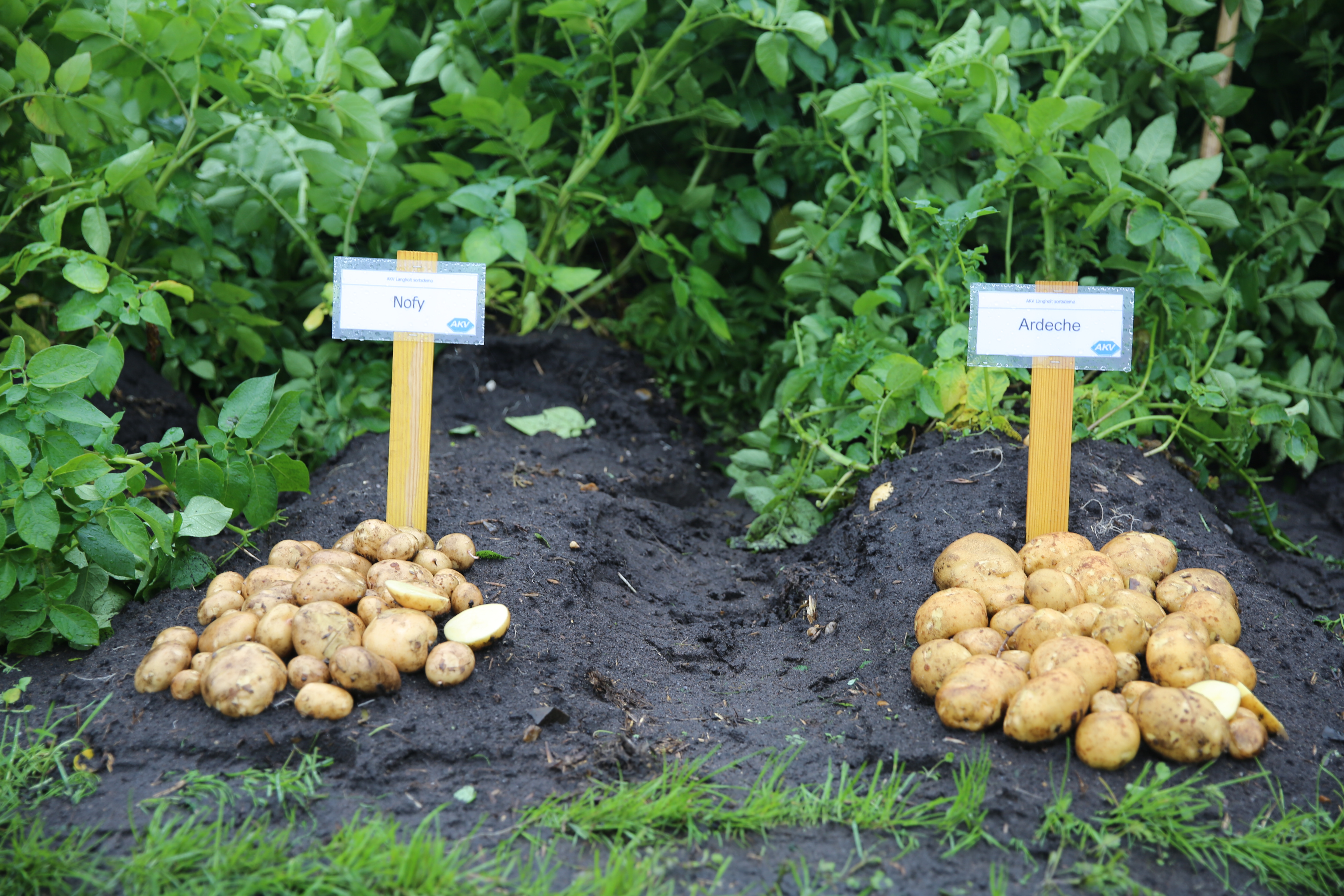 Det er atter tid til årets kartoffeldag