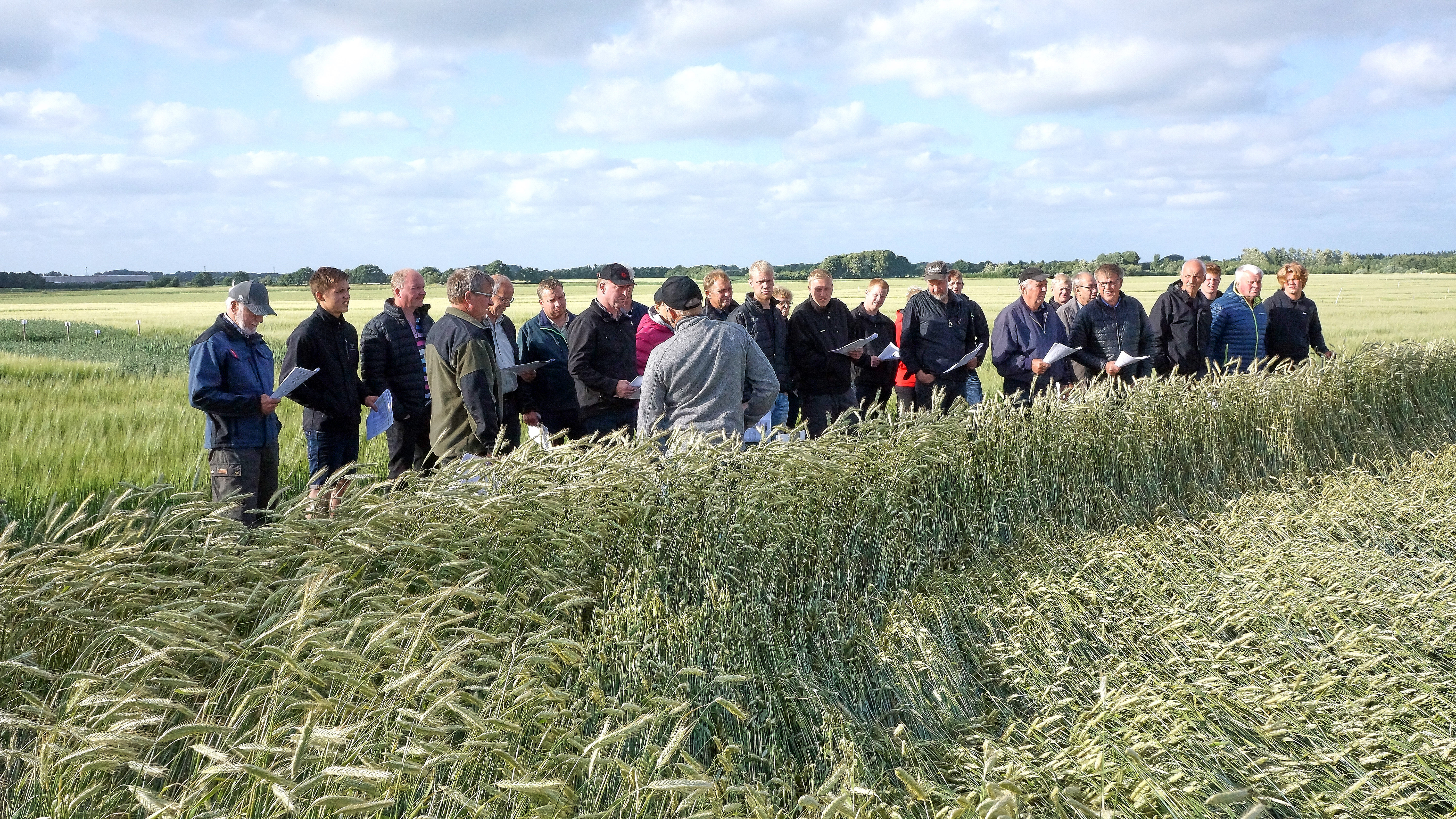 Lejesæd i rug uden vækstregulering