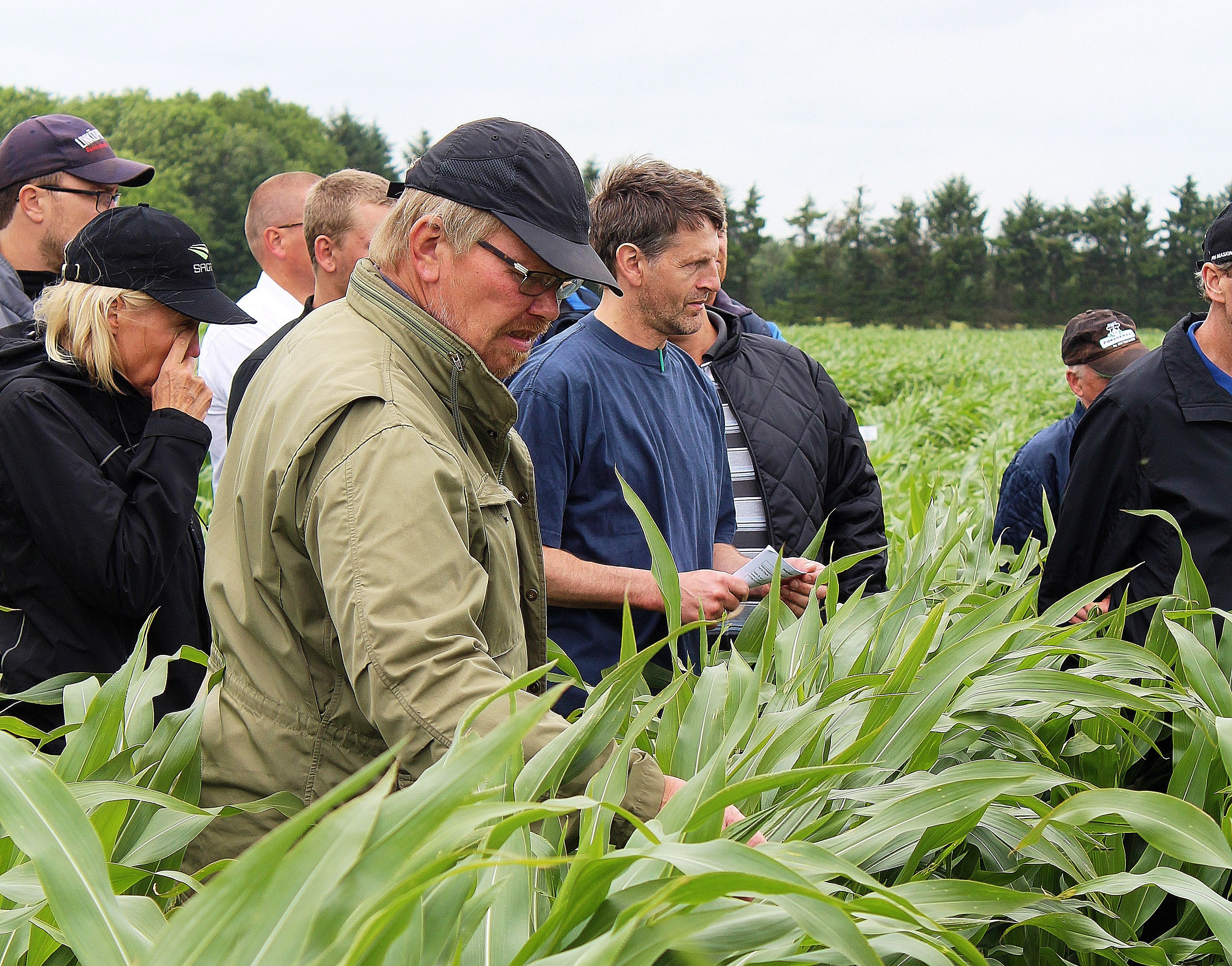 Majs SKAL have startgødning eller min. 30 tons placeret gylle