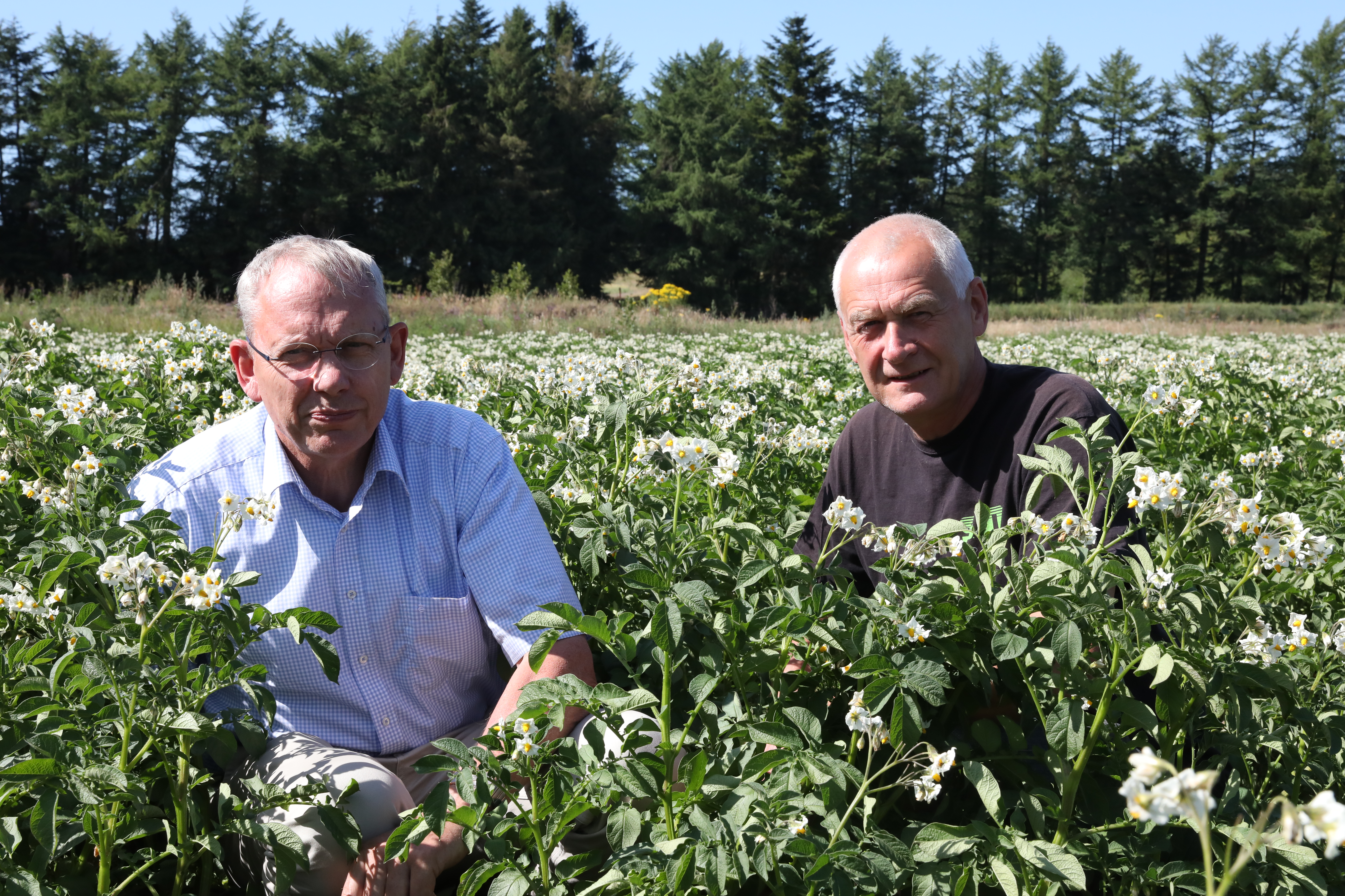 Håbet spirer stadig i kartoffelland