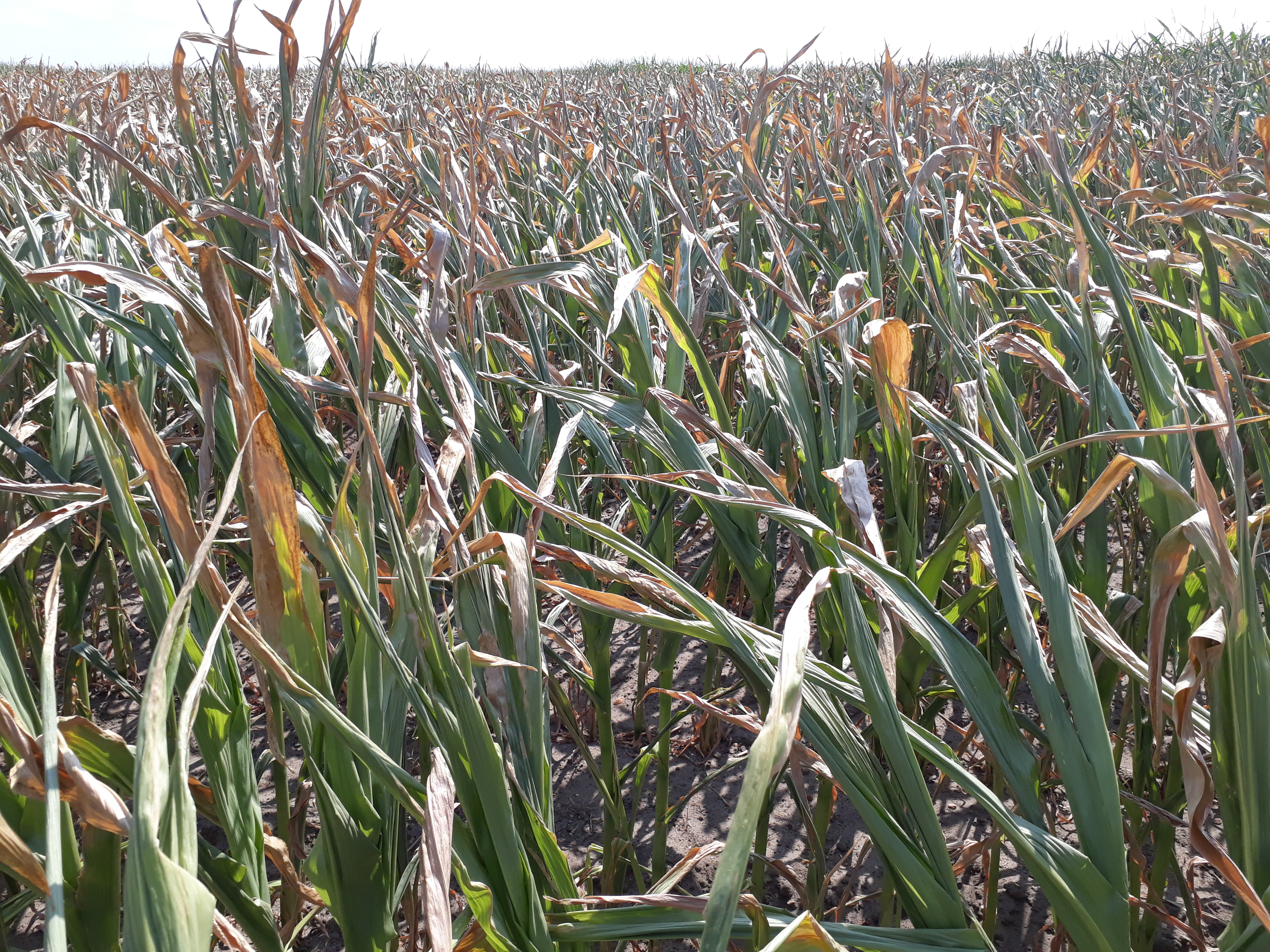 Få tørkeskader vurderet!