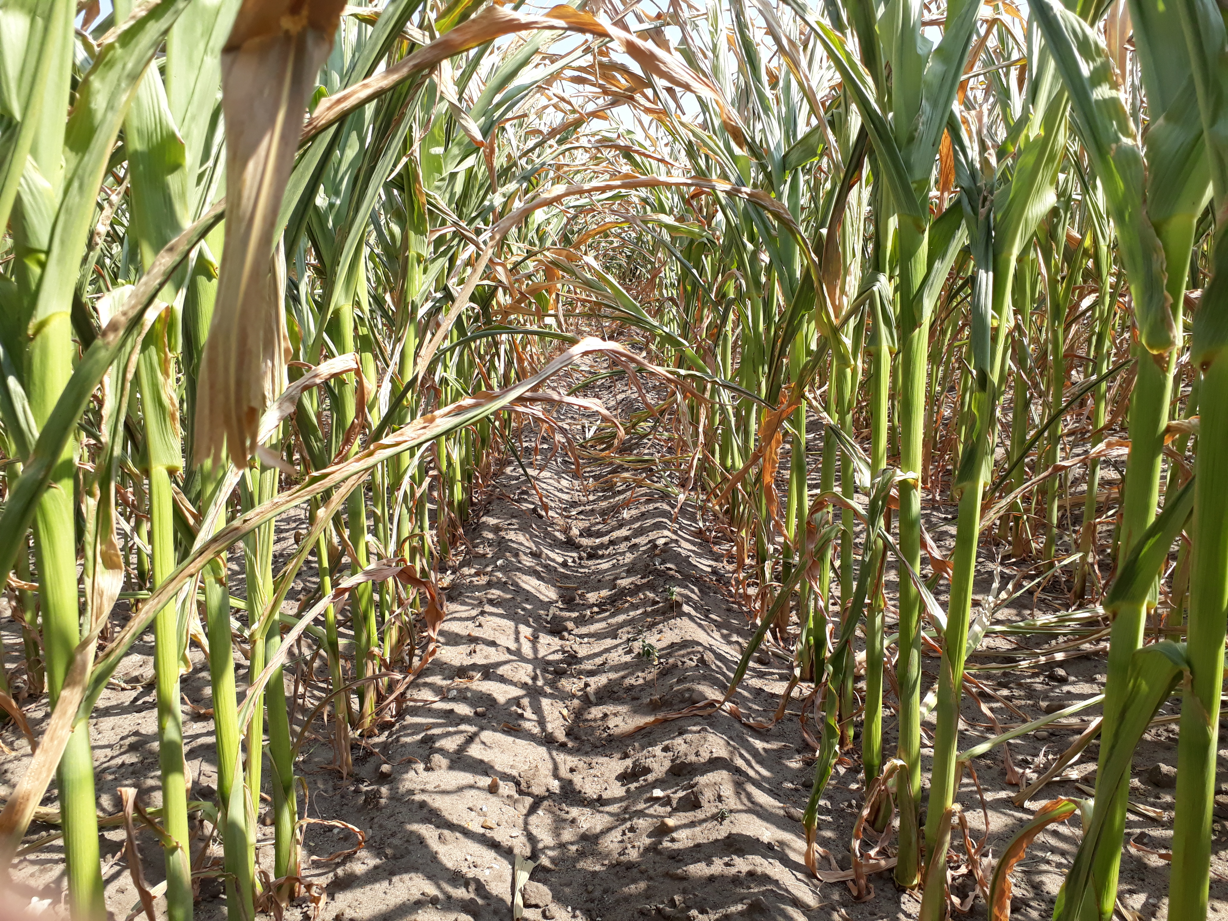 Budgetopfølgning i tørkens tegn