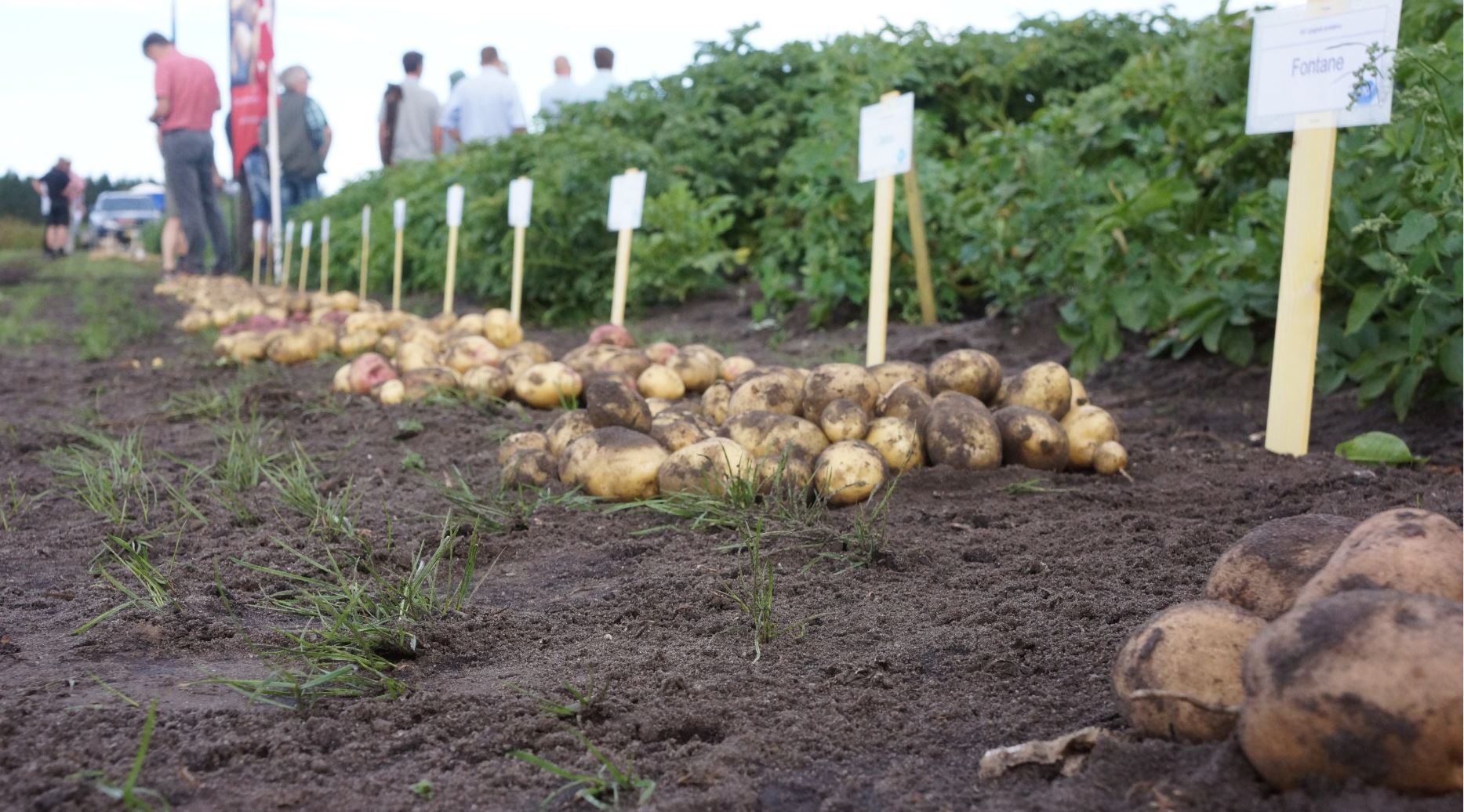 Velbesøgt kartoffeldag med godt fagligt indhold