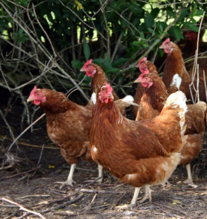 Miljøteknologi 2018 – tilskud til Æg & Fjerkræ