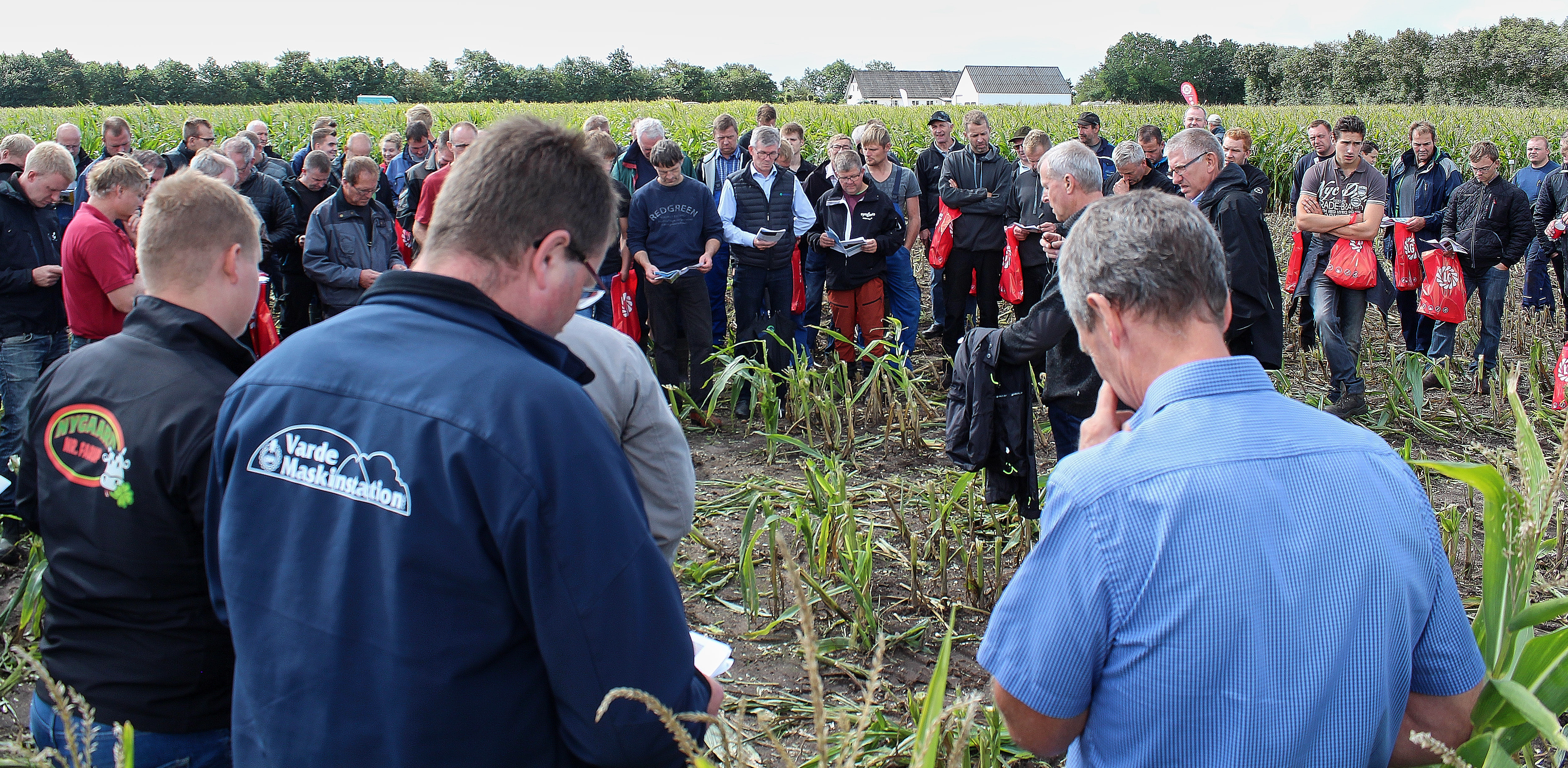 Majsen kvitterer for vanding