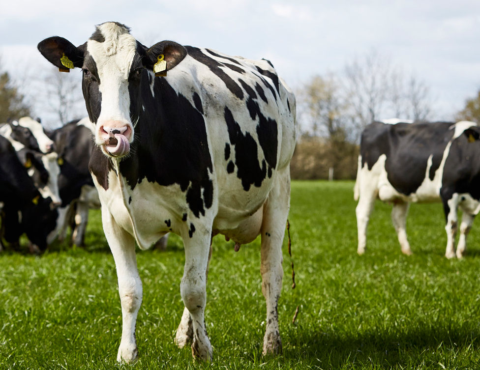 Øko-kvægrådgiver: Timingen for en omlægning er god lige nu