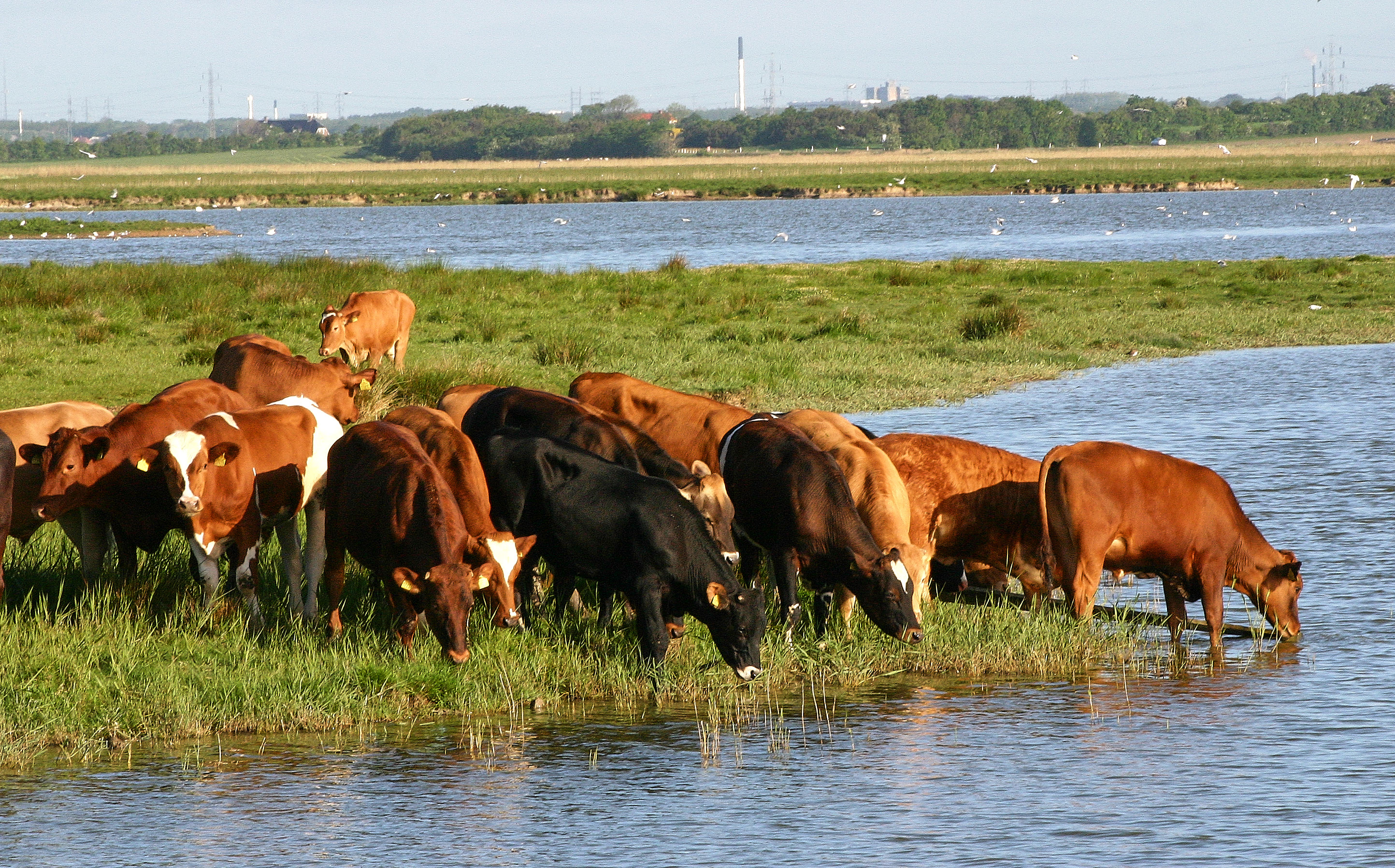 Tilskud til sammenhængende natur i Natura 2000-områder