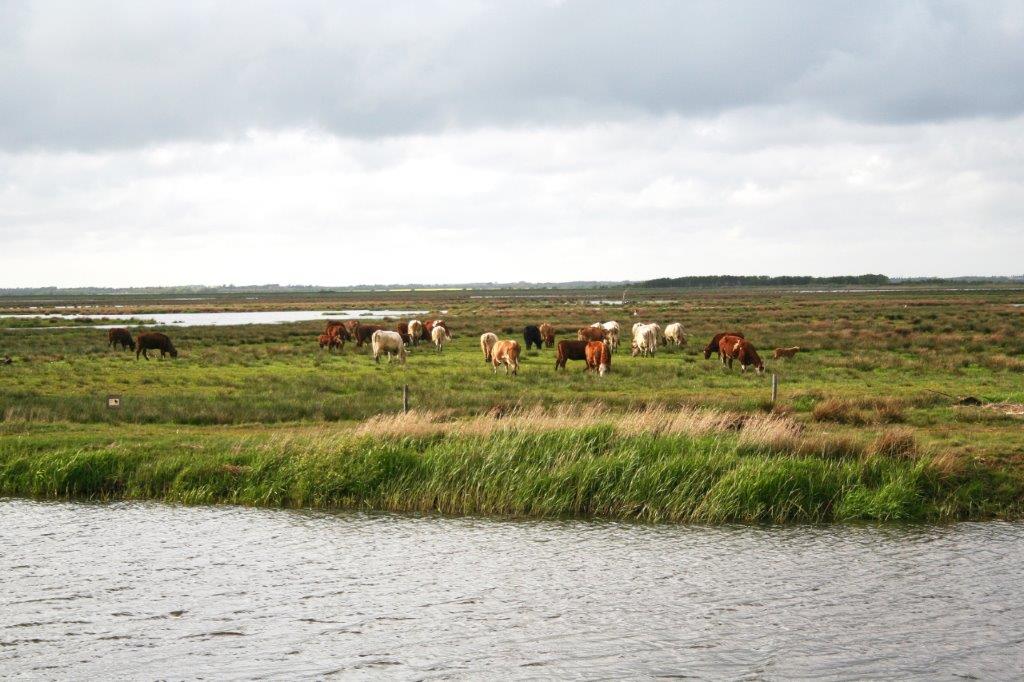 Landmænd har mange tusinde kroner ude at svømme