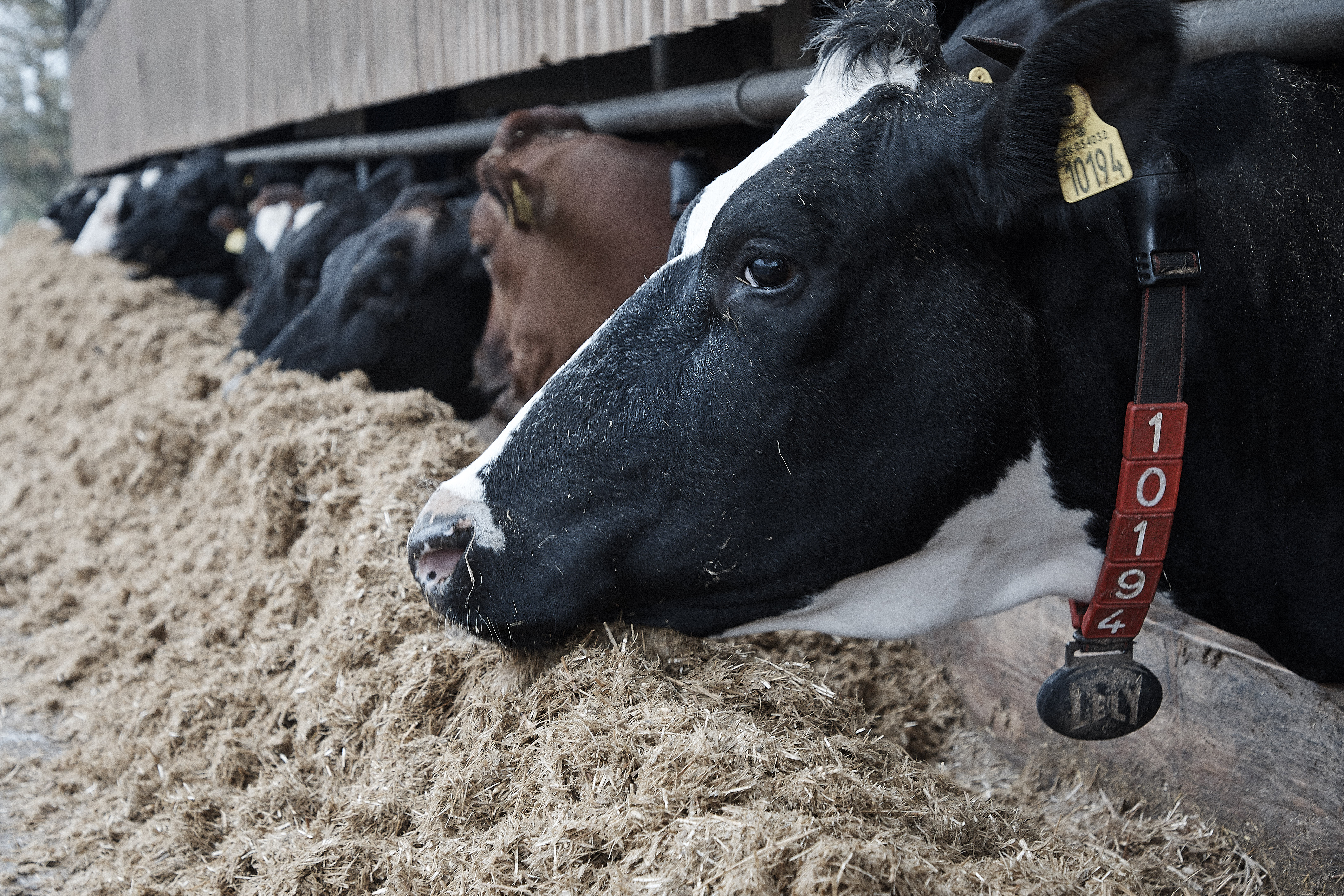Magnesiumsulfat stoppede mælkefeber