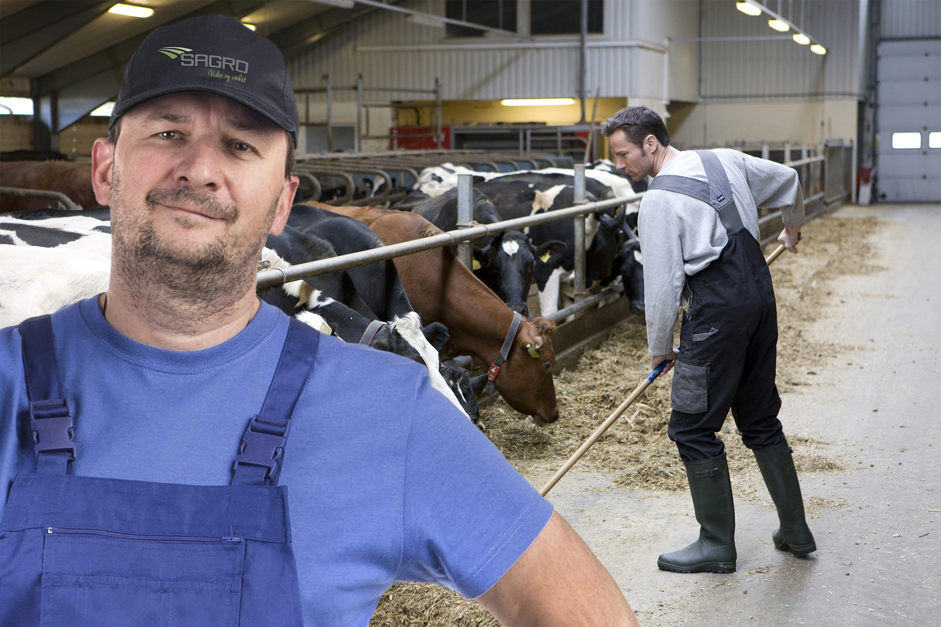 Søges! Kvægledere til ny erfagruppe