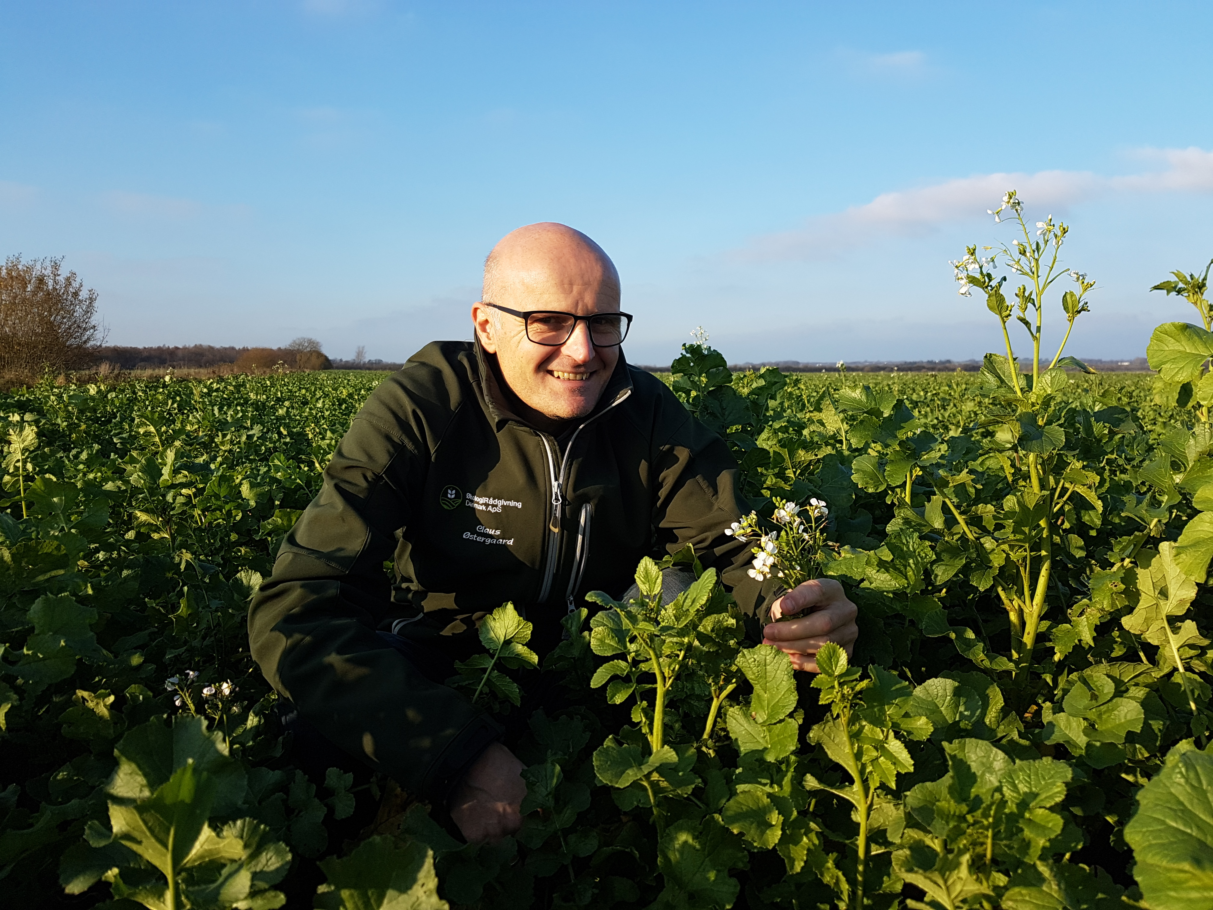 Økologer skruer op for efterafgrøder