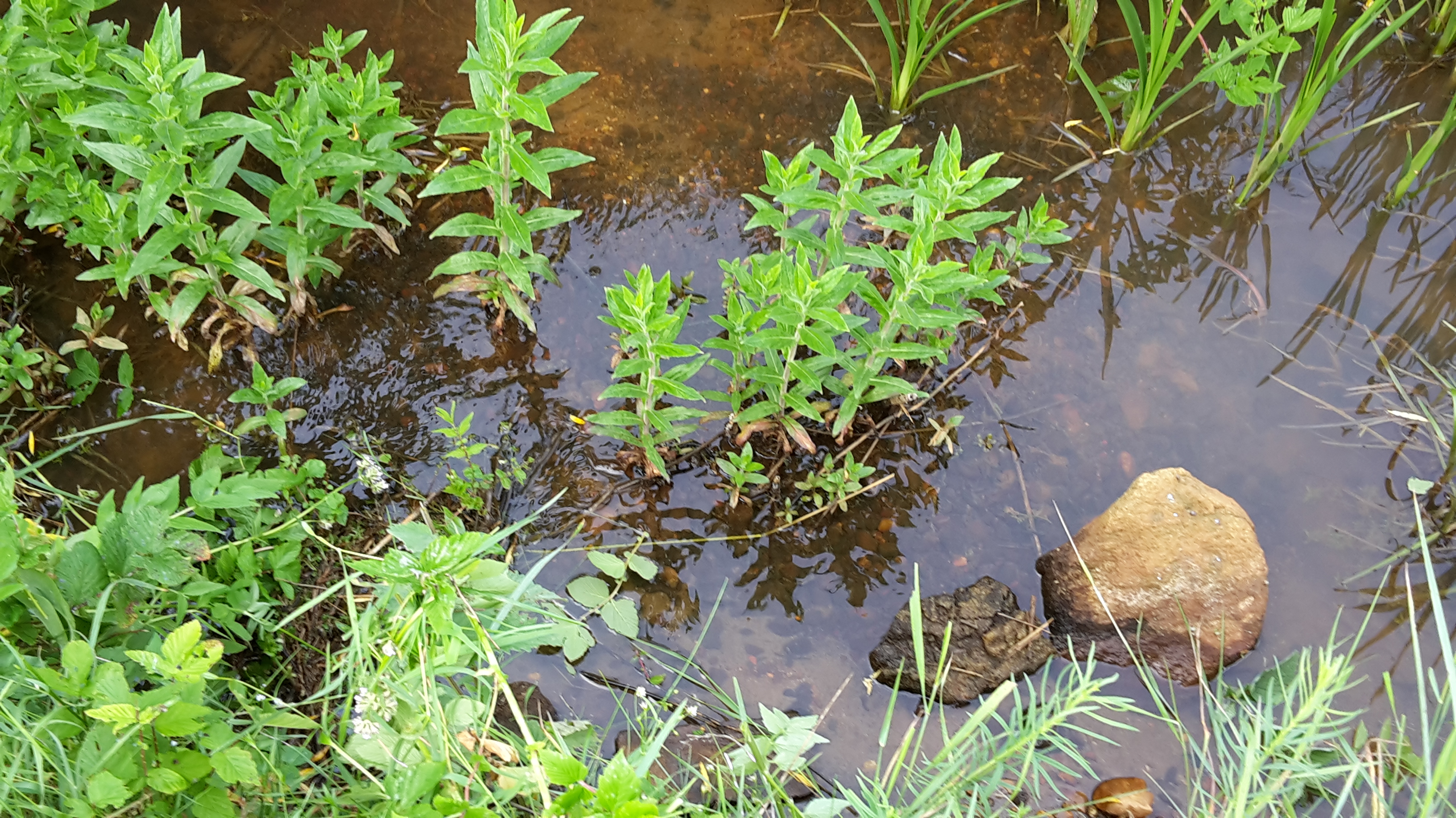 Vandløbslaug med større tyngde