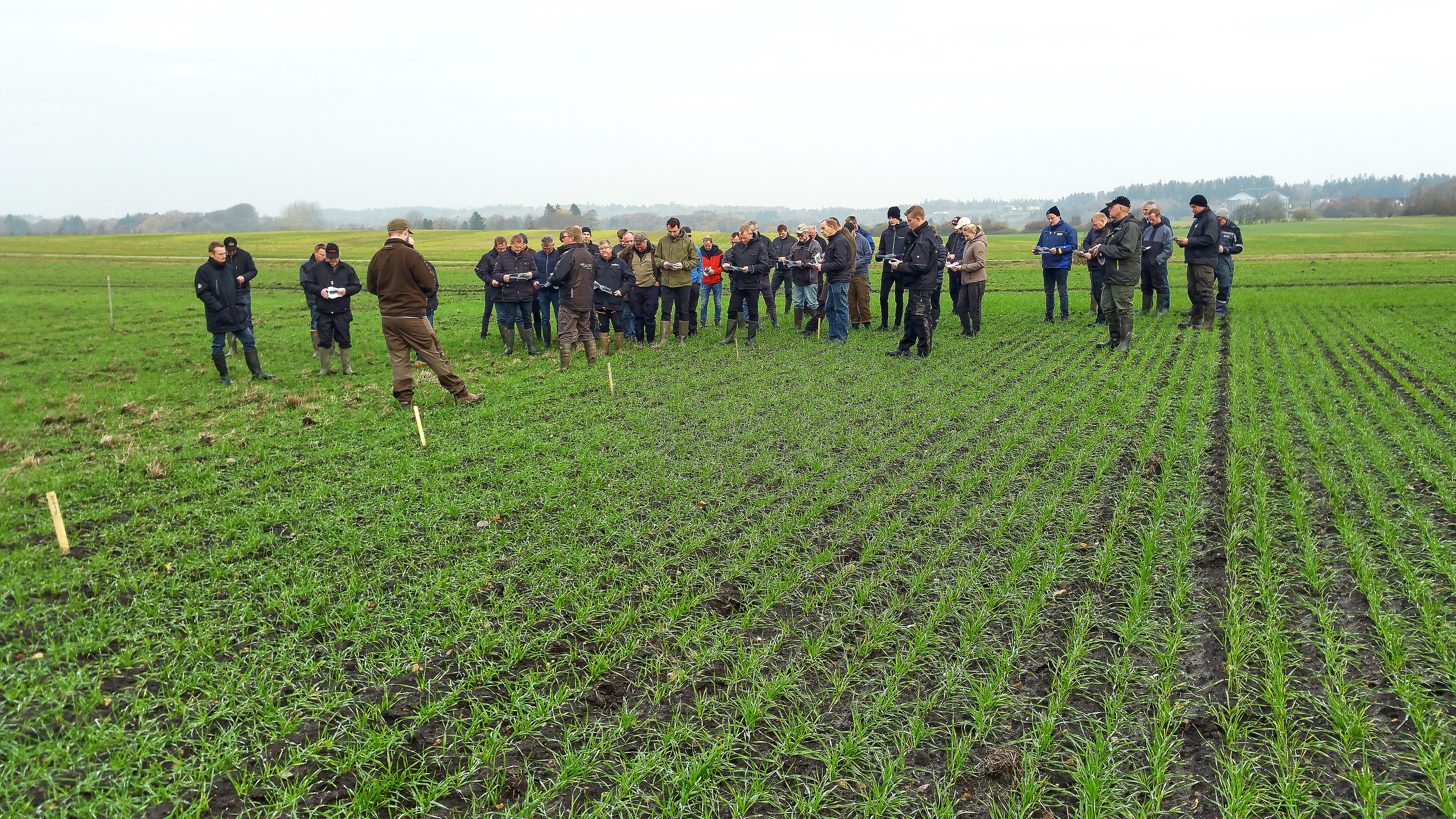 Hveden i sådemo vokser fint