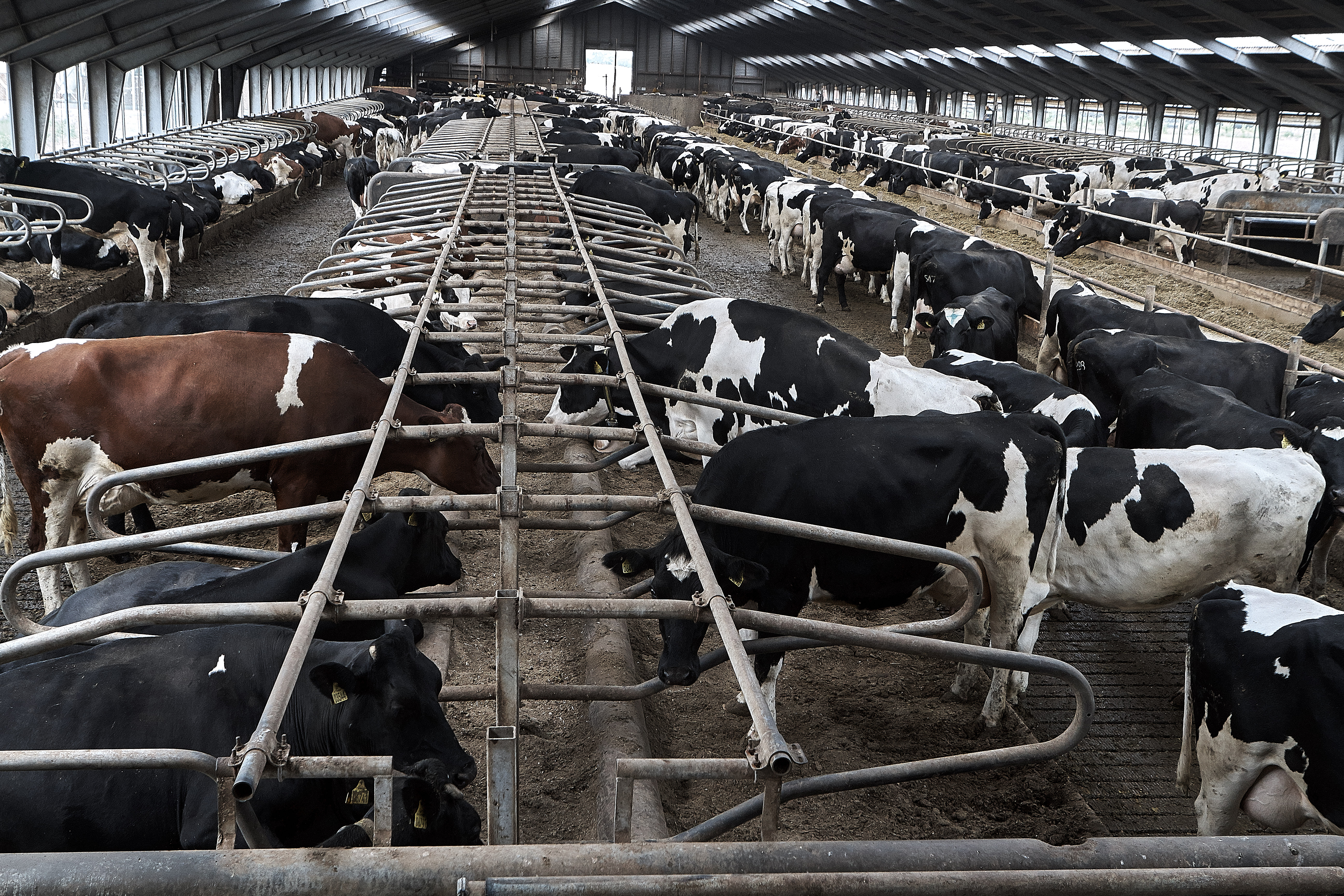 Søg penge til modernisering af kvægstalde