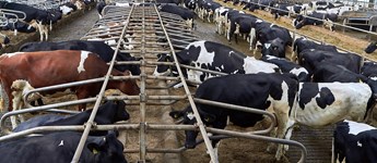 Kamp om posterne i kvægsektoren