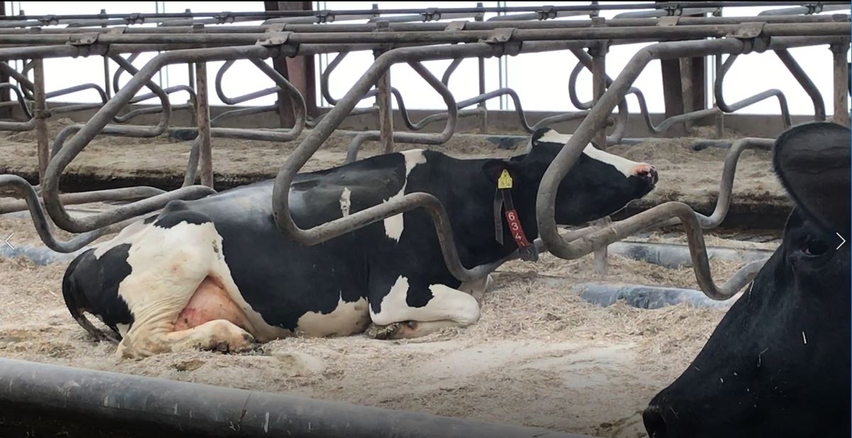 Vandsenge øger mælkeproduktionen