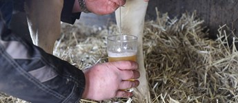 Vestjysk landmand får ko til at give øl