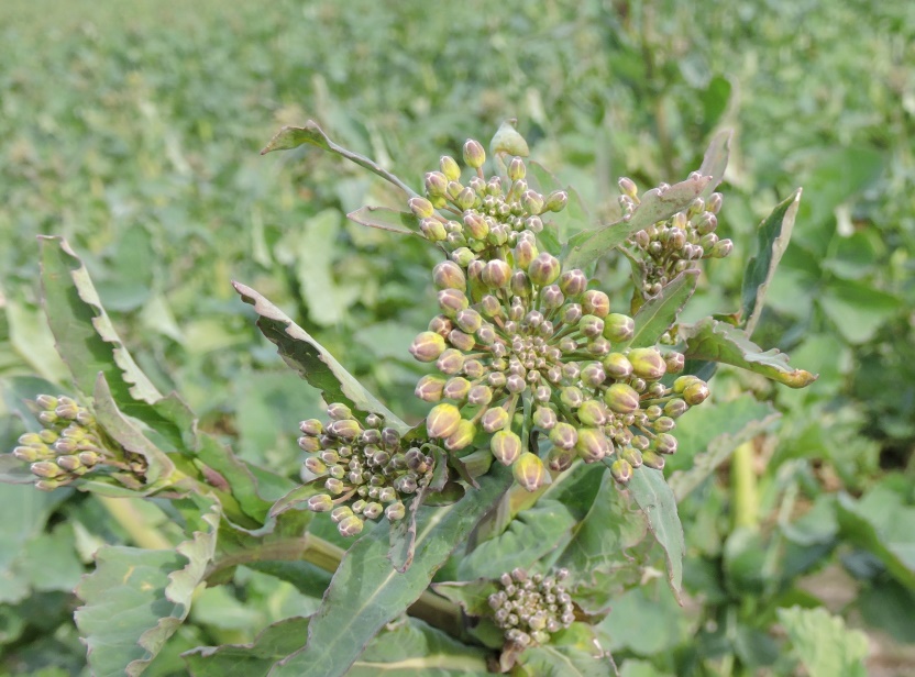 Rapsen næsten i blomst i Ytteborg  Cup'en