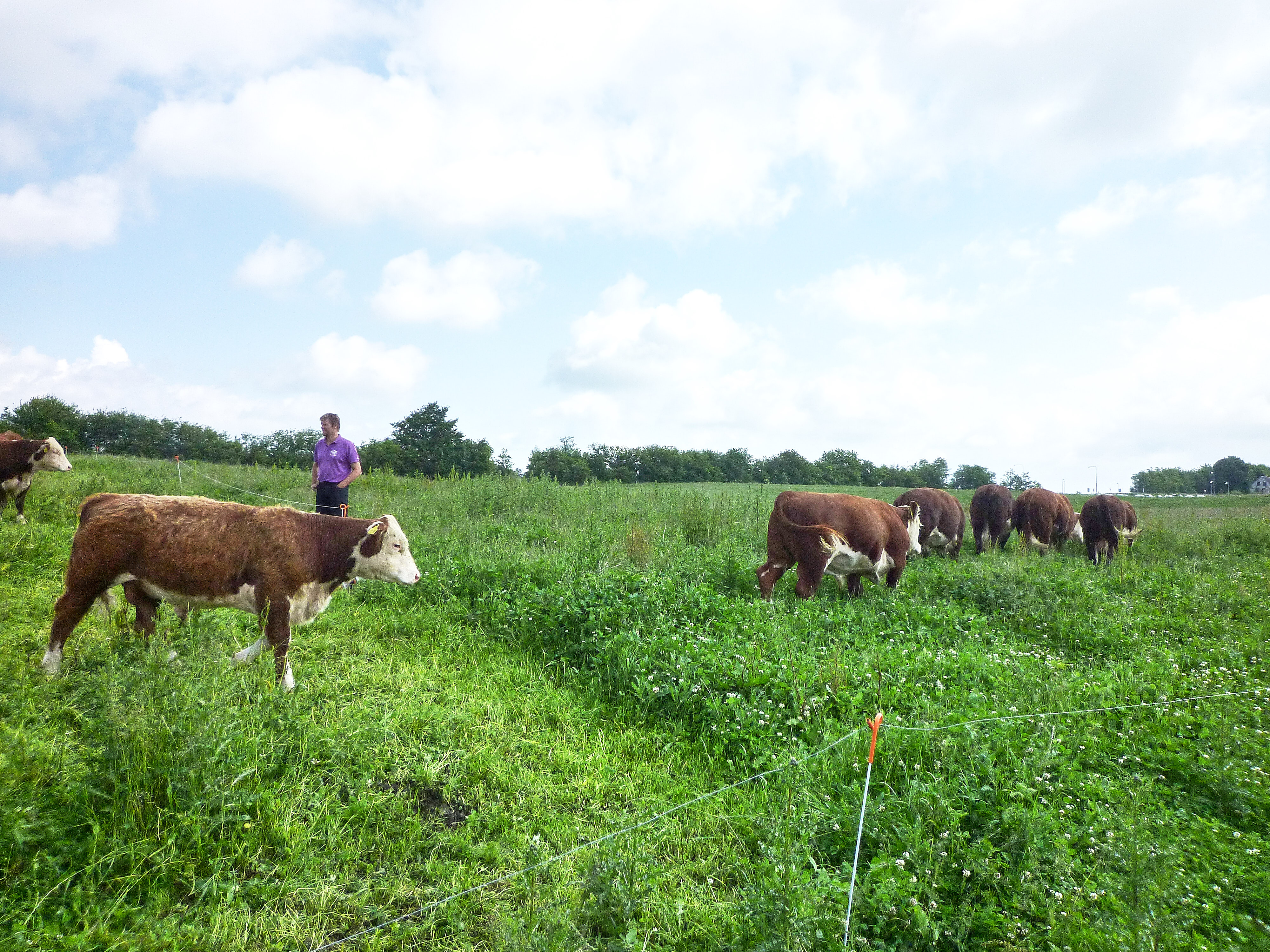 Afgræsning kan reducere klimaaftryk