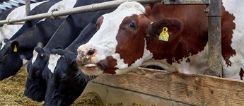 Driftsledere og fodermestre i kvægsektoren efterlyses