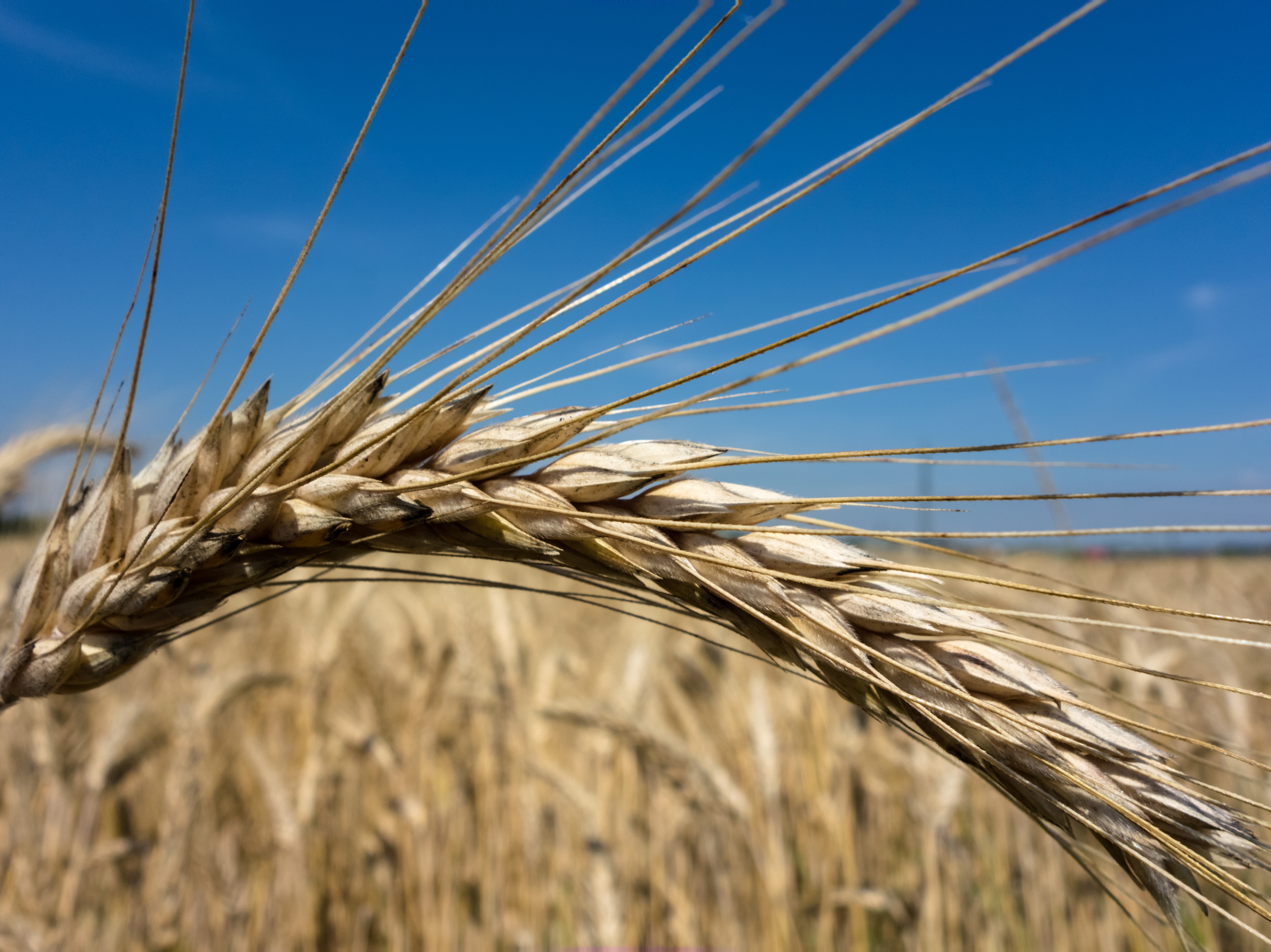 Få 14 dages gratis adgang til både AgroMarkets og AgroMarkets-KORNBEREGNER