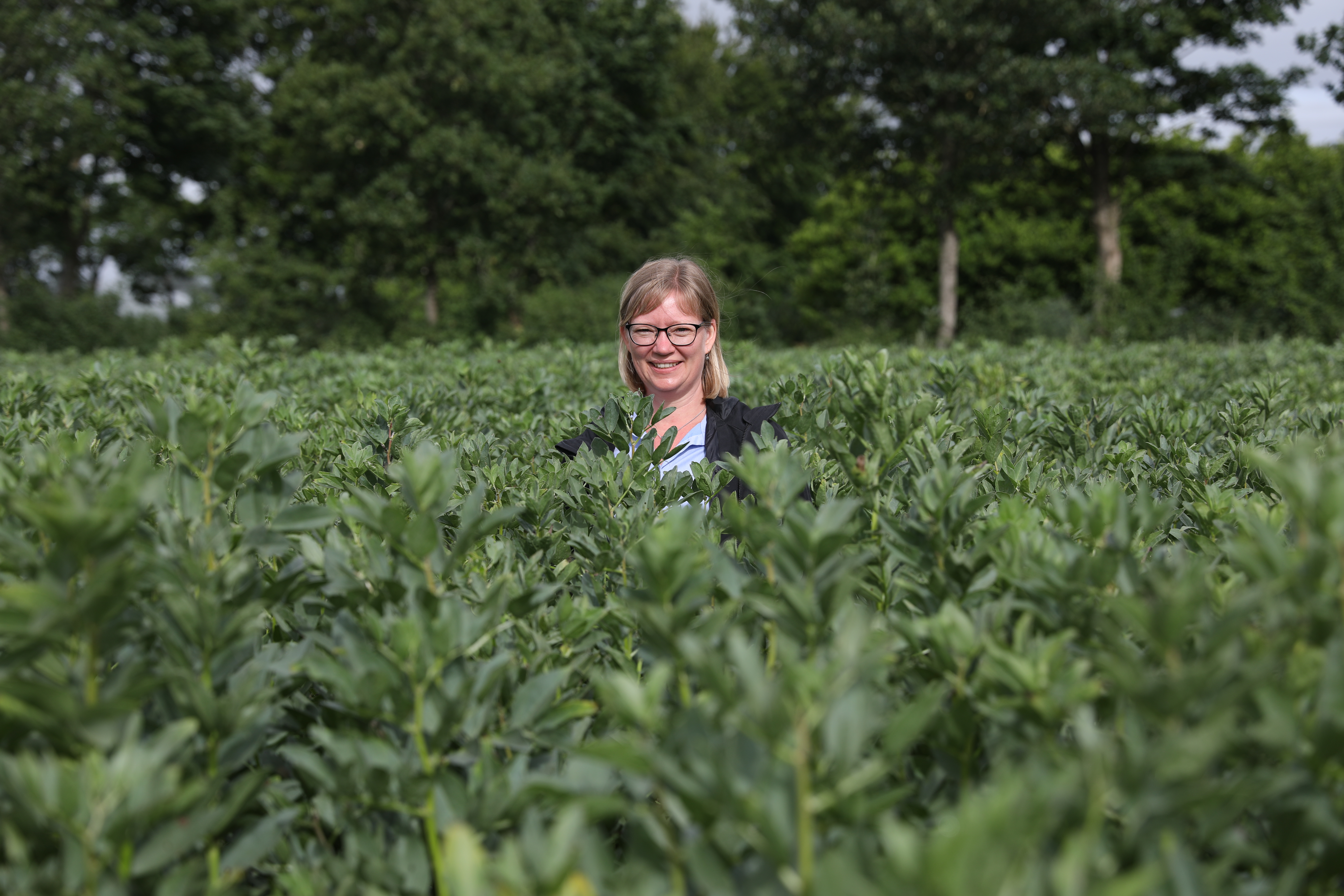 Hestebønner skal ikke dømmes ude