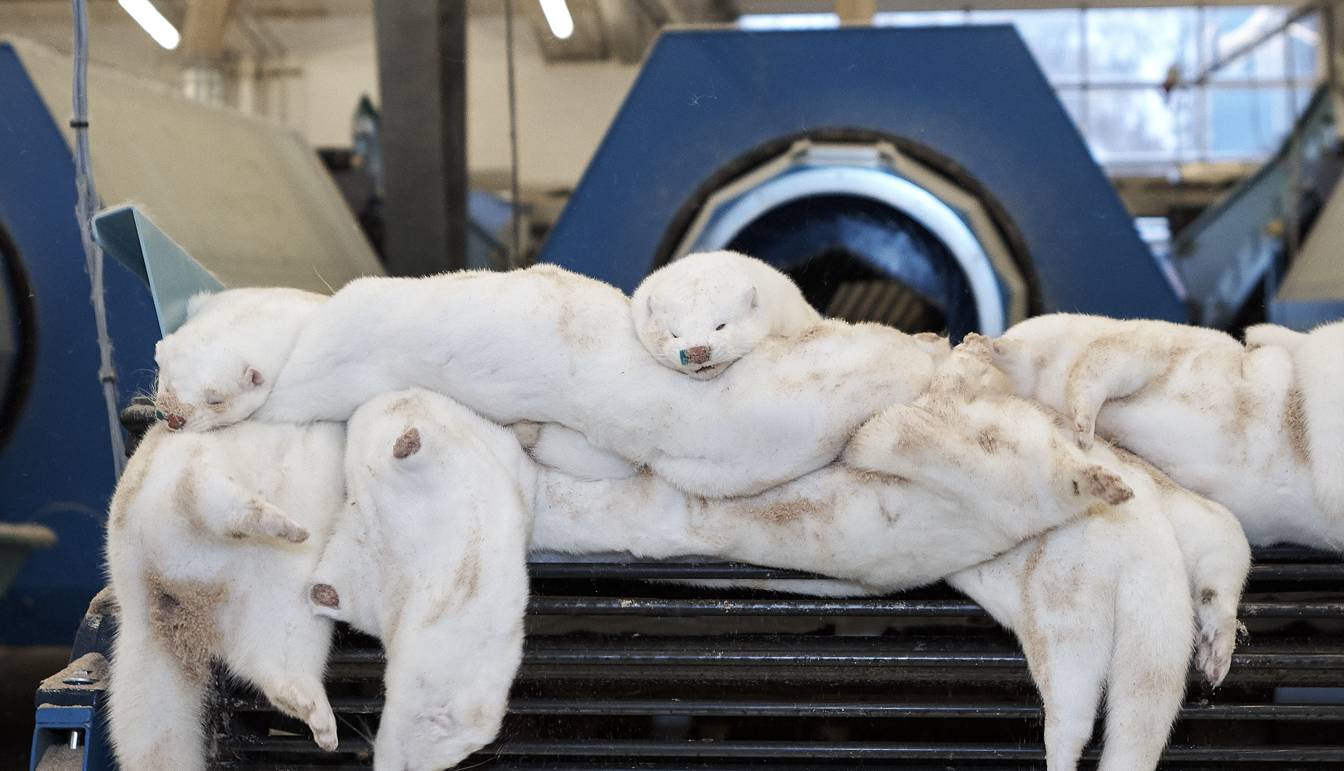 Skindpriser giver underskud i driften